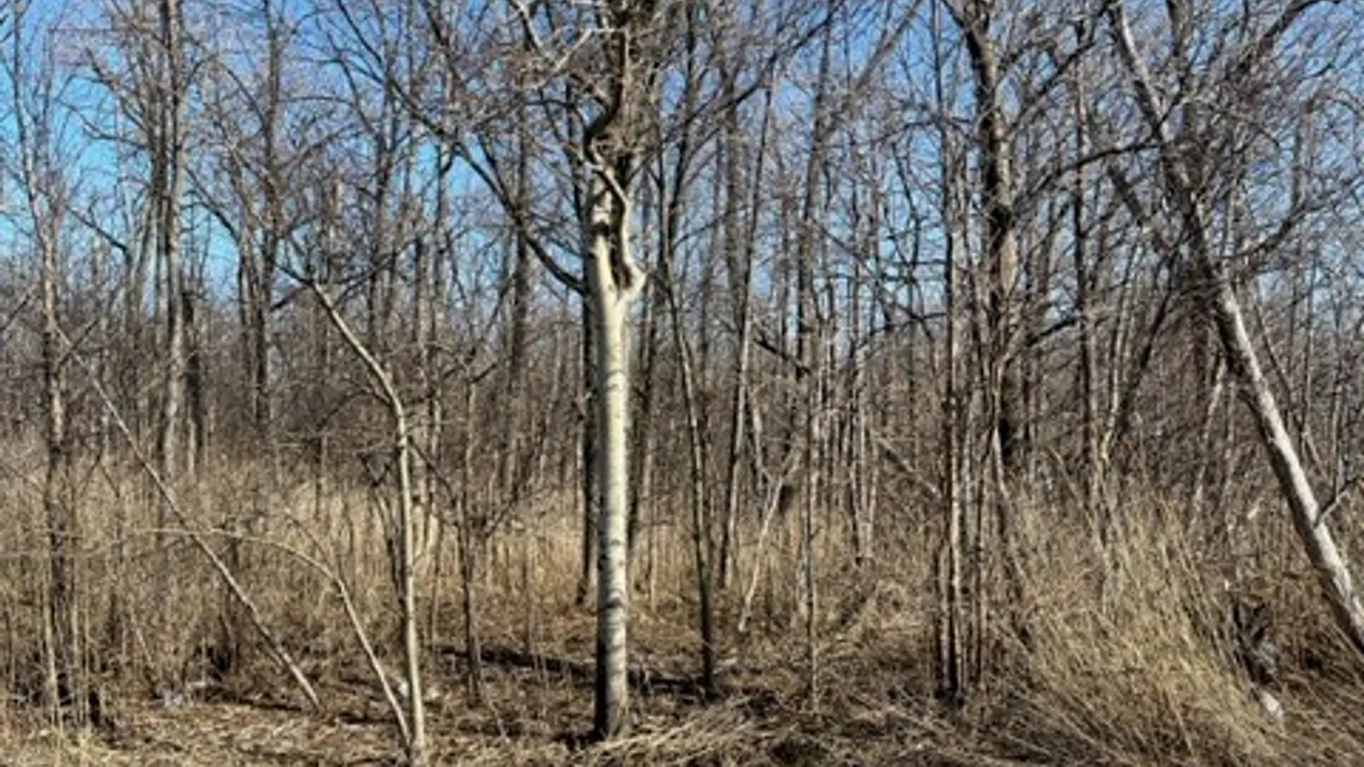 Property at 0 Wilson Avenue, Lancaster, NY 14086 4