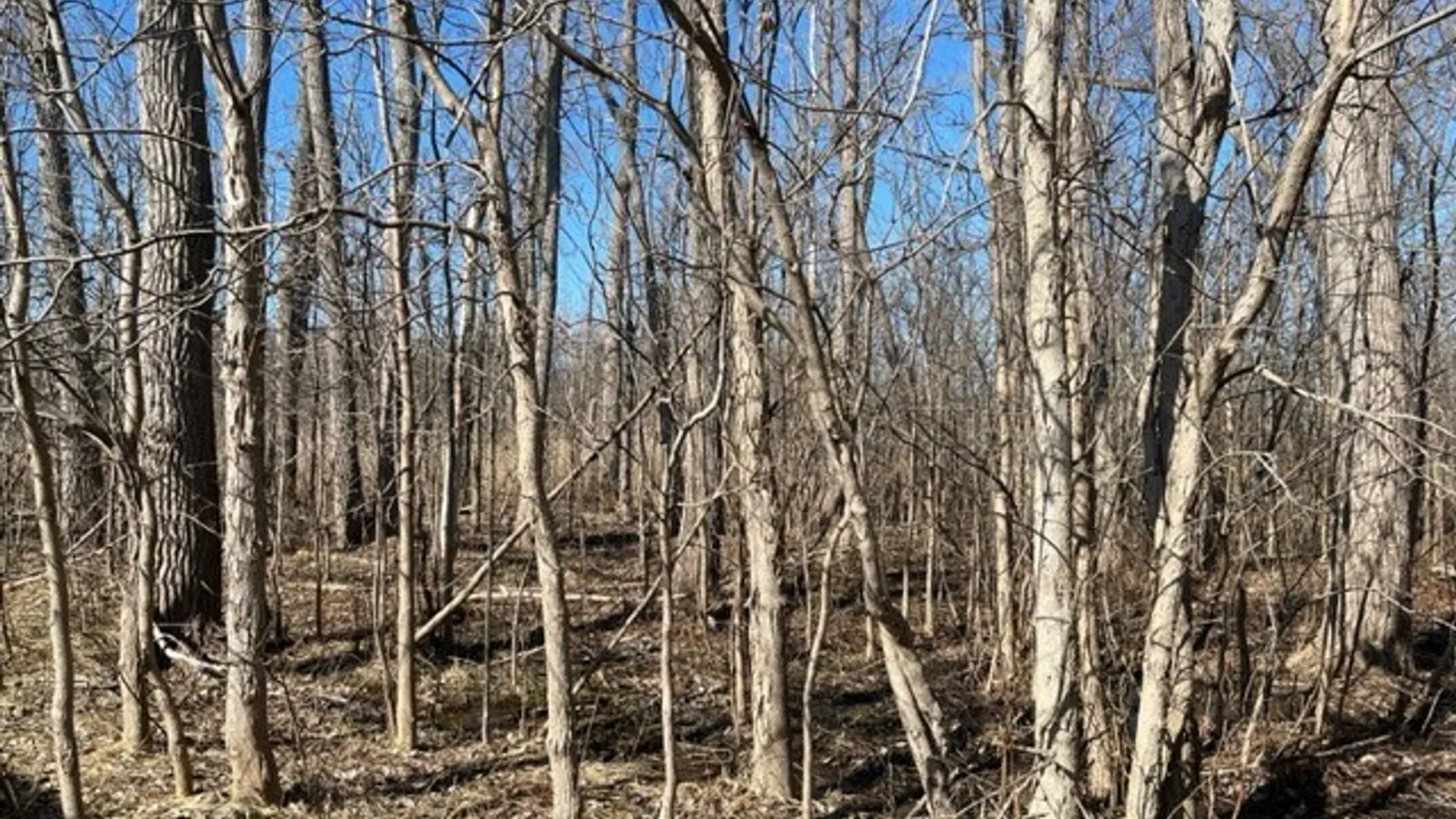 Property at 0 Wilson Avenue, Lancaster, NY 14086 4