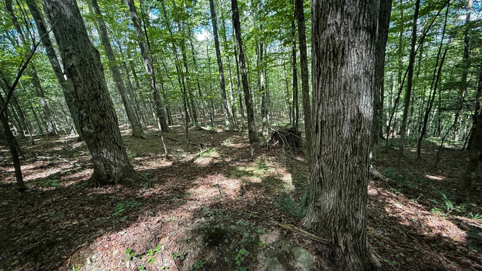 Property at 0 Cornell Hollow Road N/o, Owego, NY 13827 22
