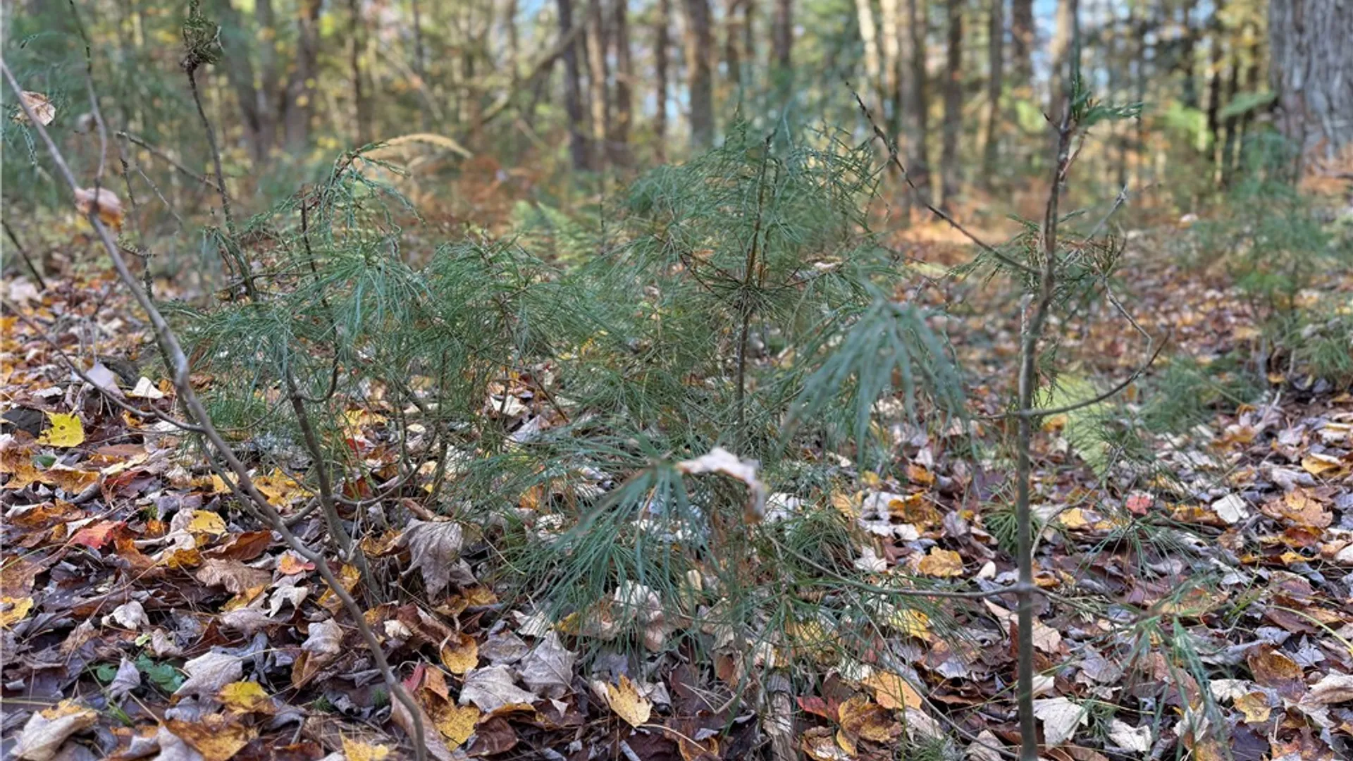 Property at Co Rt 23, Constantia, NY 13044 21