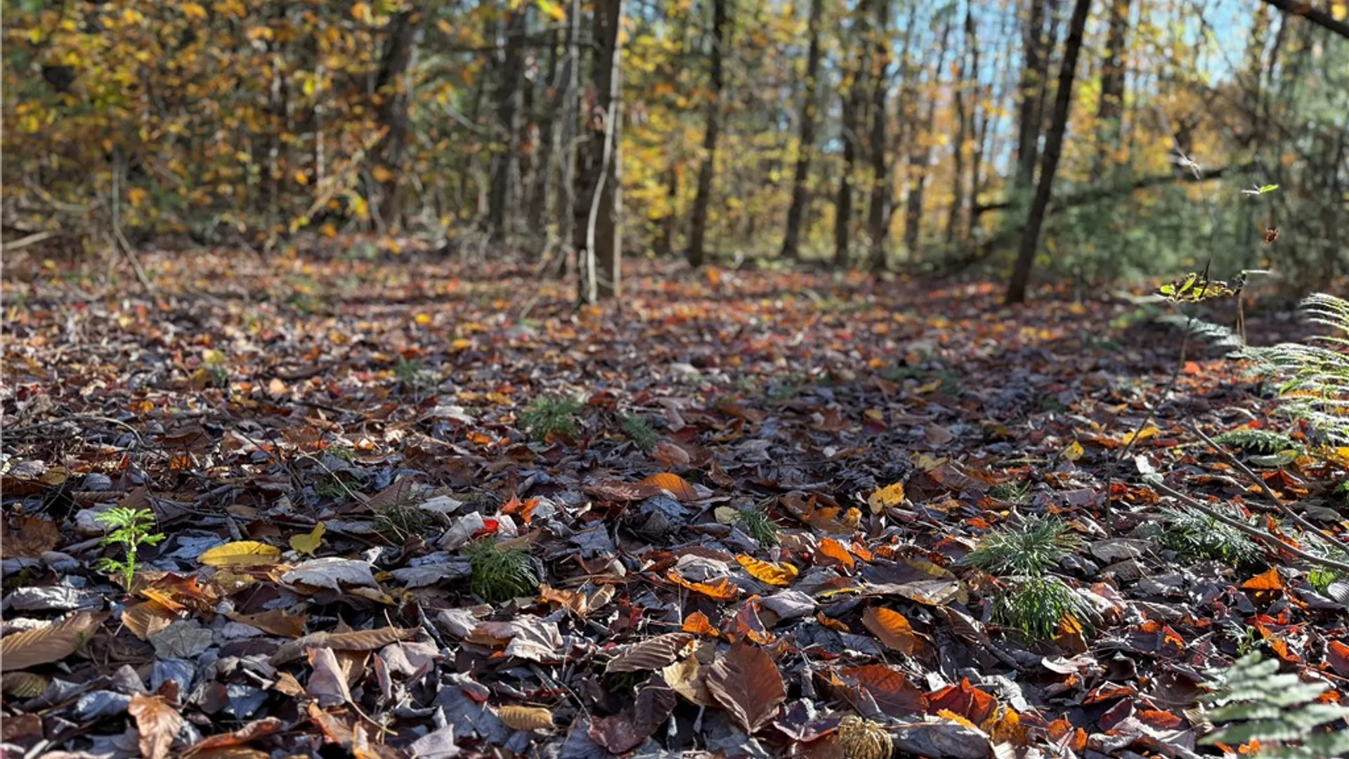 Property at Co Rt 23, Constantia, NY 13044 23