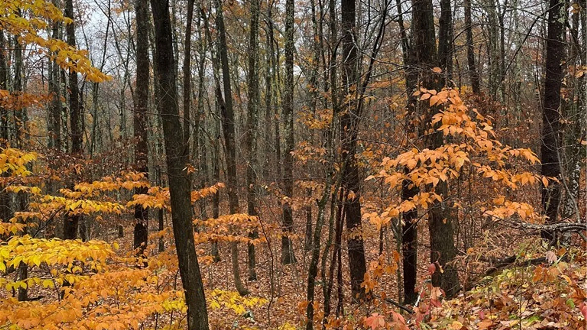 Property at 16 Silver Mine Road, Blenheim, NY 12093 3