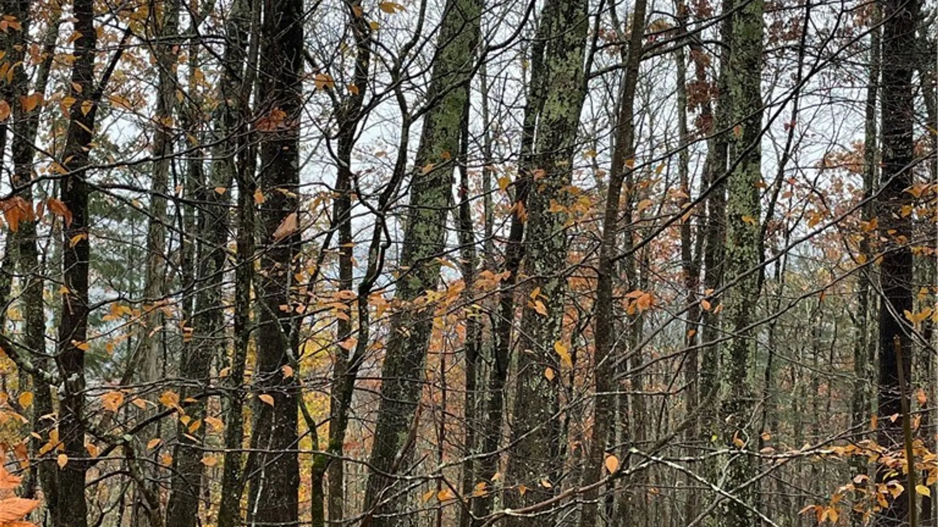 Property at 16 Silver Mine Road, Blenheim, NY 12093 5