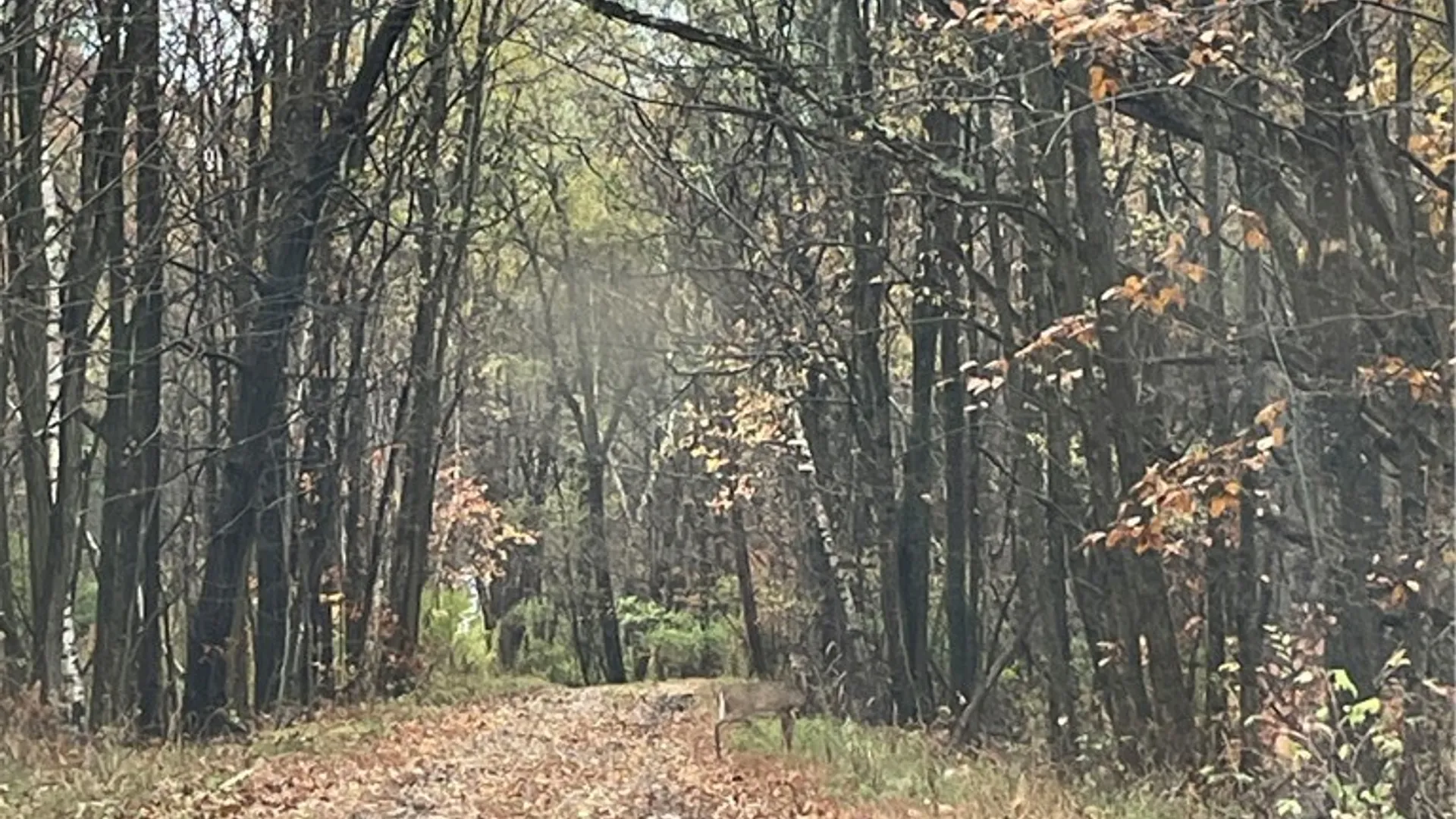 Property at 16 Silver Mine Road, Blenheim, NY 12093 7