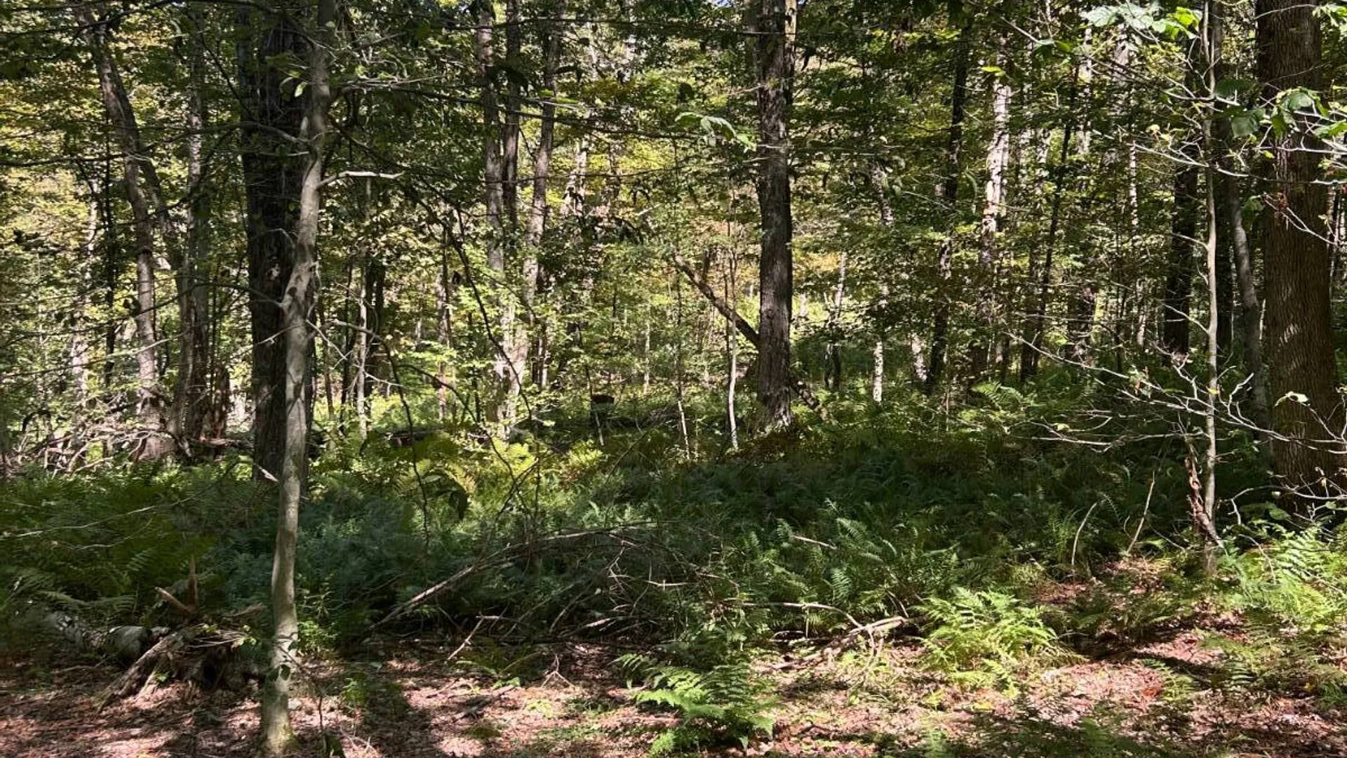 Property at 0 Hathaway Pond, Hancock, NY 13783 11