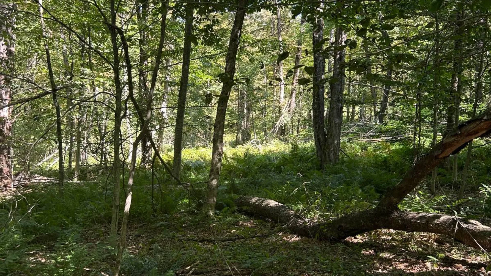 Property at 0 Hathaway Pond, Hancock, NY 13783 14