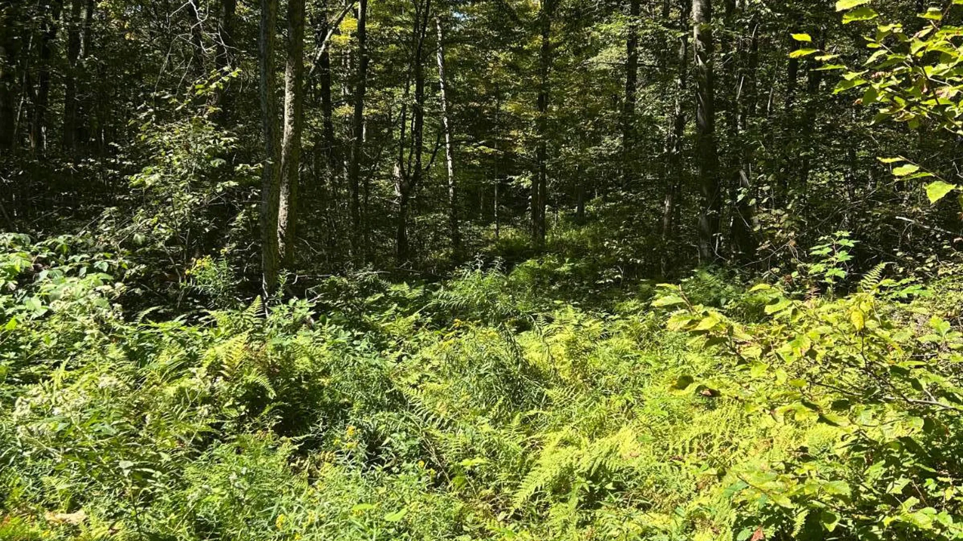 Property at 0 Hathaway Pond, Hancock, NY 13783 6