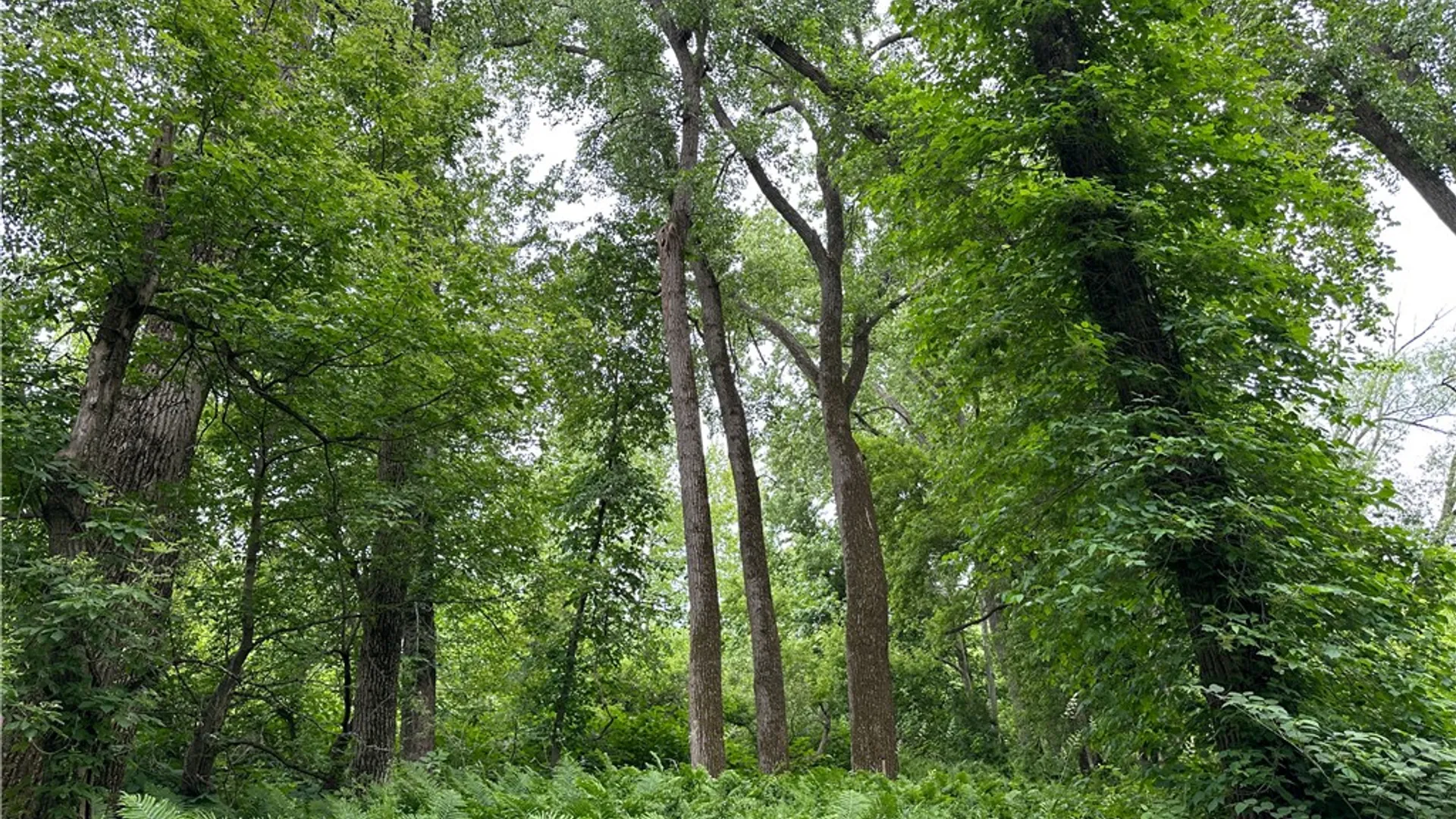 Property at 5764 Rees Road, Granger, NY 14735 46