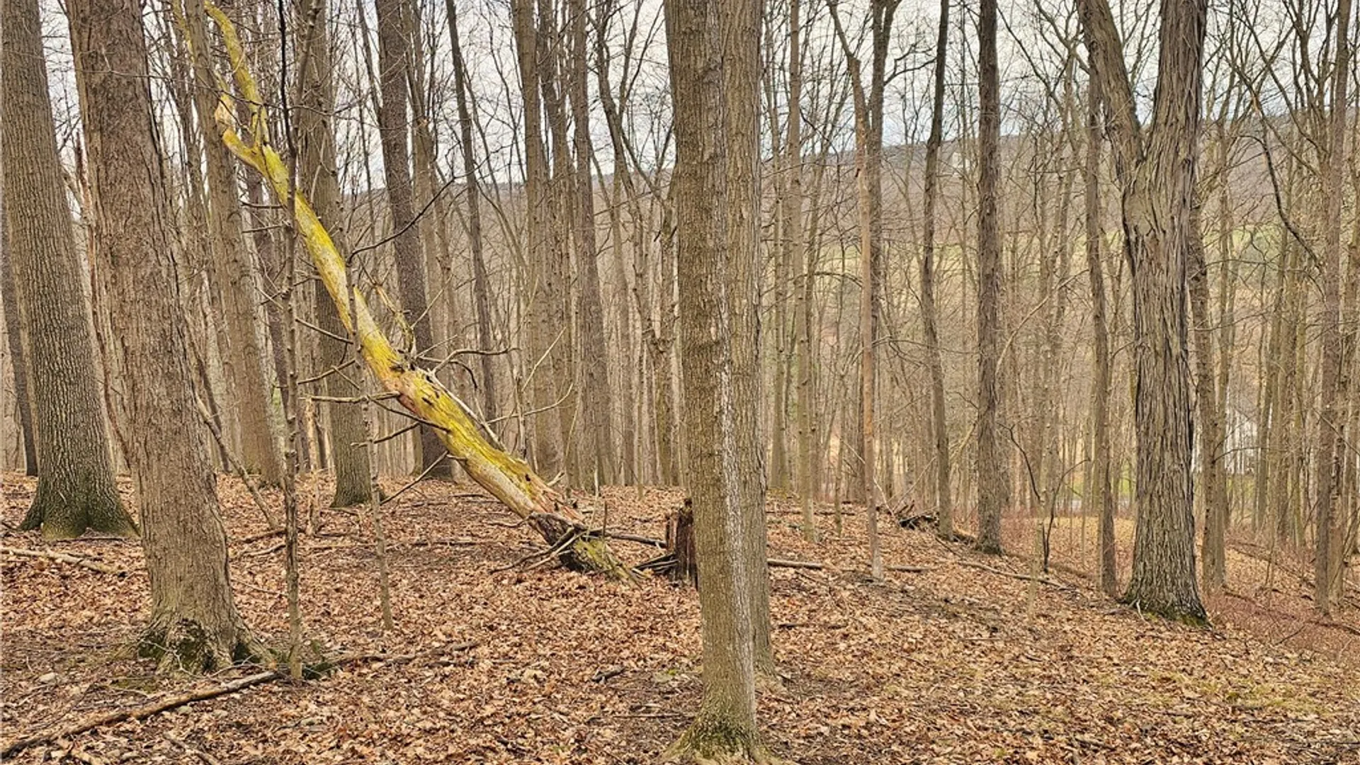 Property at 2130 Guyanoga Road, Jerusalem, NY 14527 26