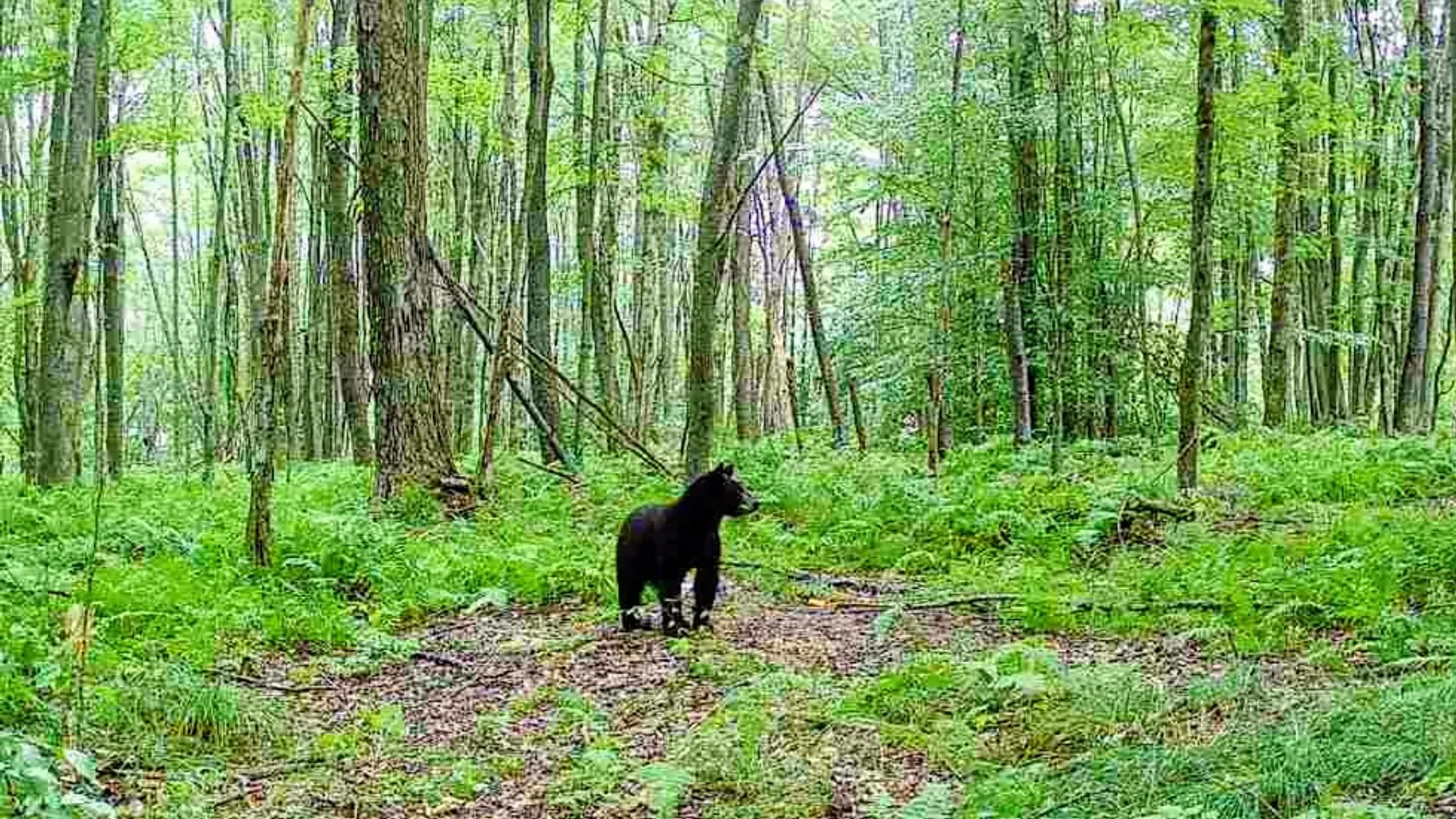 Property at 198 Spring Run Road, Norwich, PA 16750 23