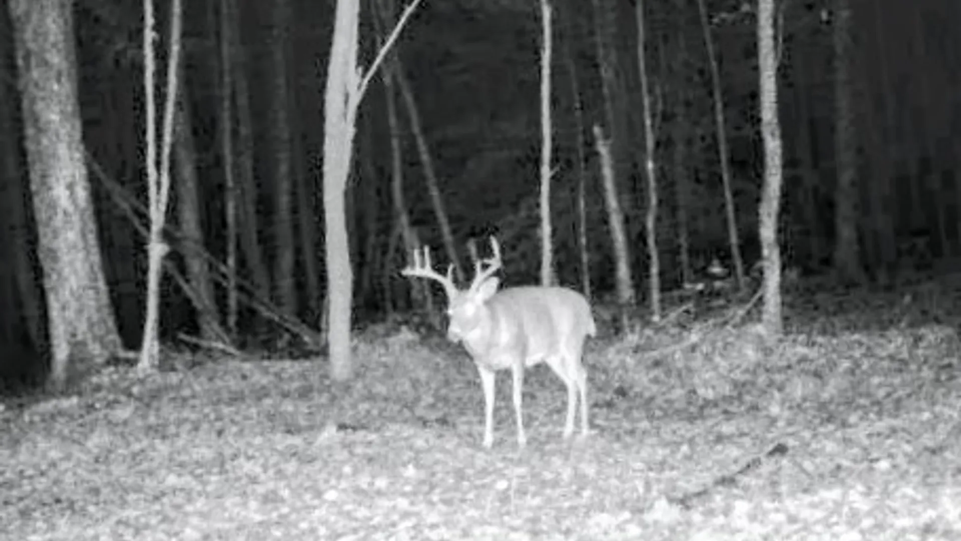 Property at 198 Spring Run Road, Norwich, PA 16750 24