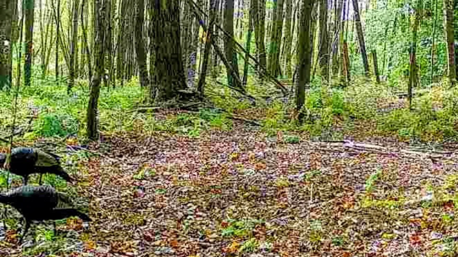 Property at 198 Spring Run Road, Norwich, PA 16750 25