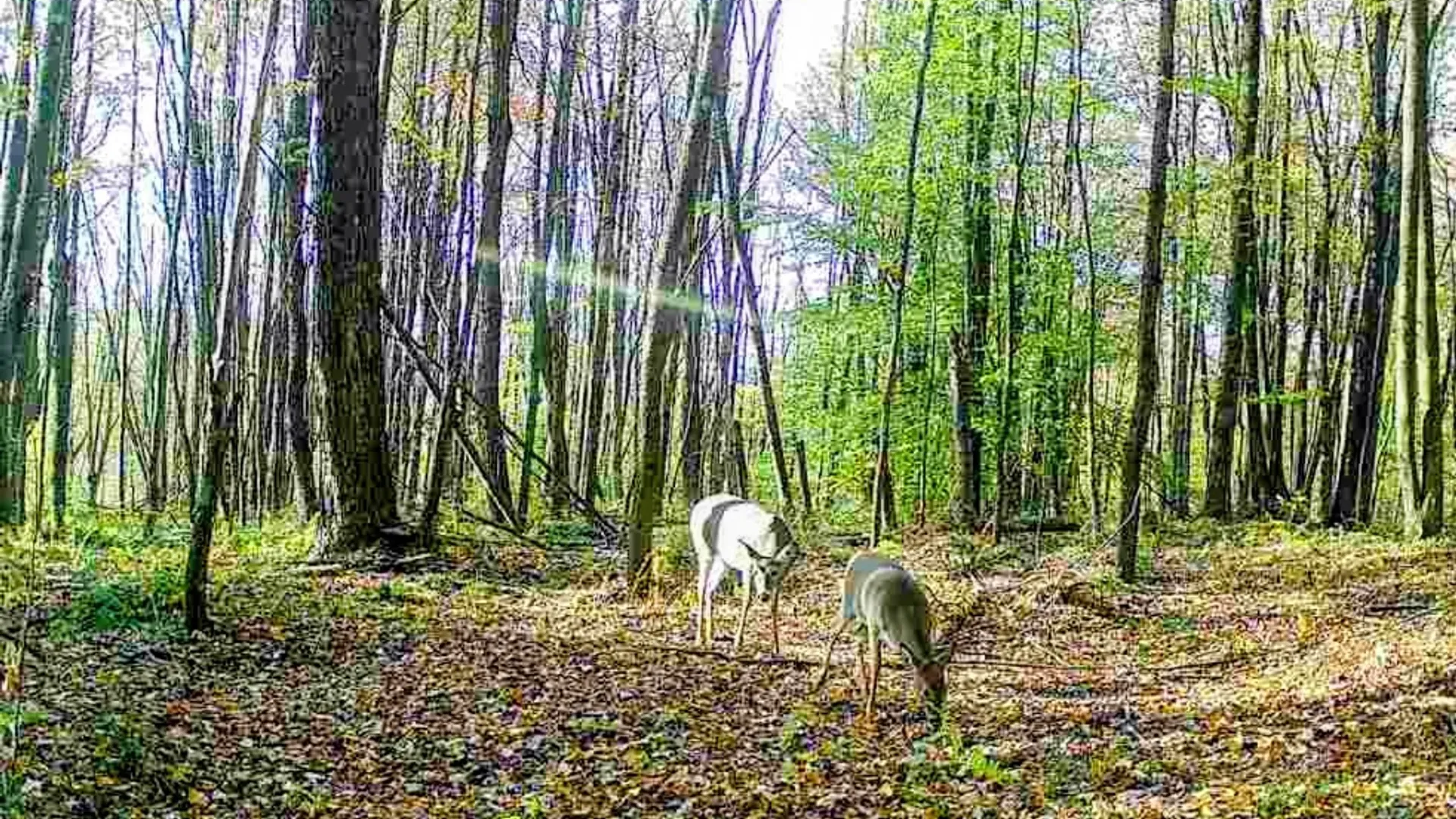 Property at 198 Spring Run Road, Norwich, PA 16750 26