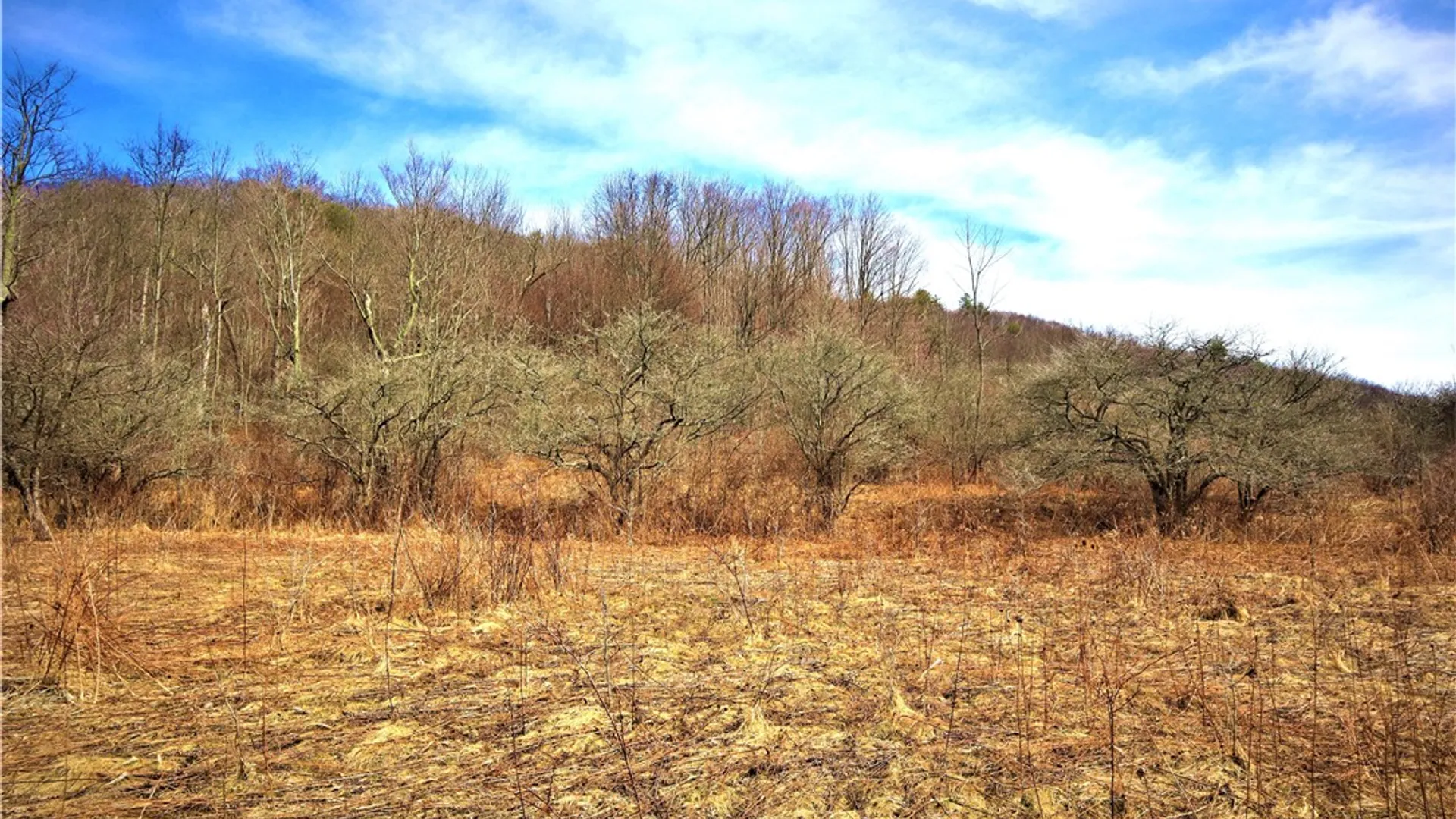 Property at 5306 Route 16, Ischua, NY 14743 11