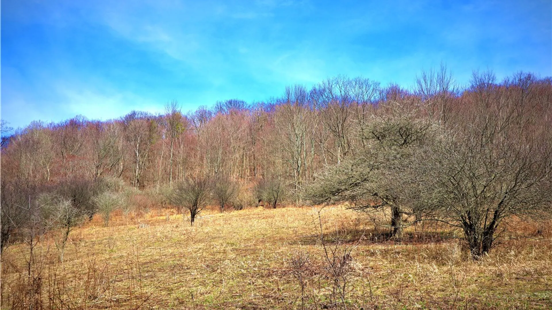 Property at 5306 Route 16, Ischua, NY 14743 5