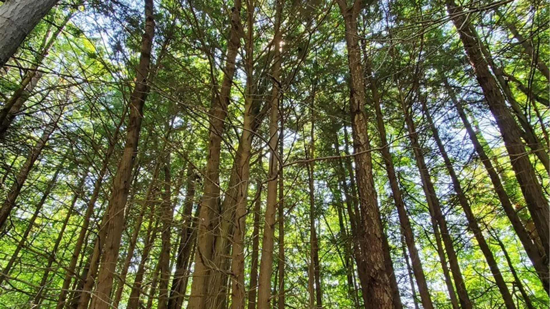 Property at Lot 10 Bull Hill Road, Conesville, NY 12076 18