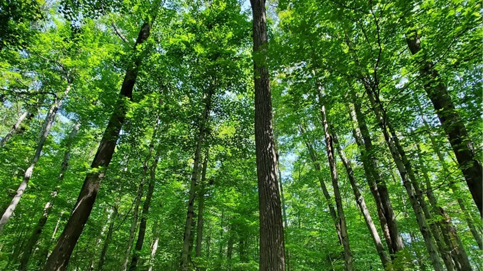 Property at Lot 10 Bull Hill Road, Conesville, NY 12076 20