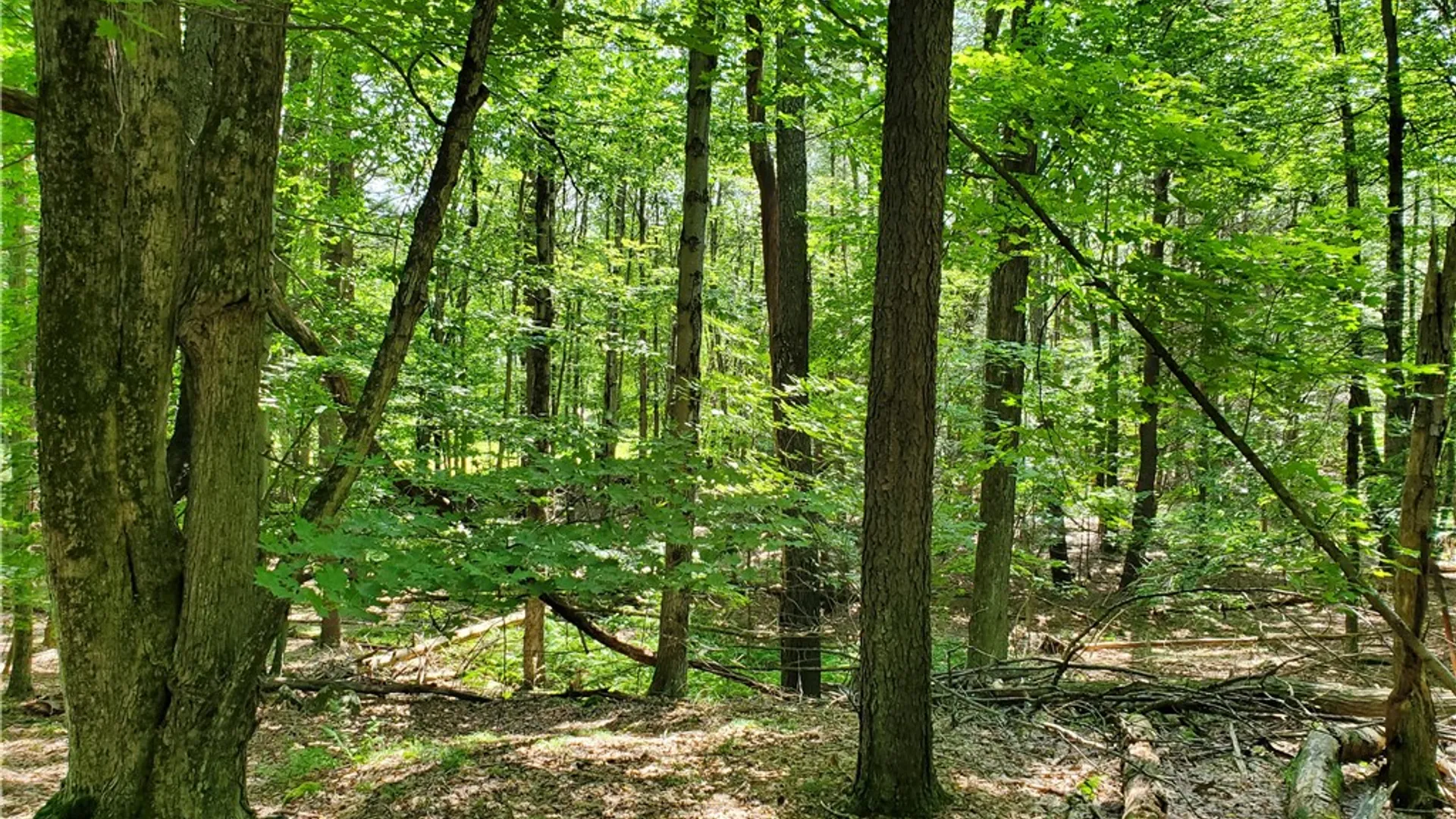 Property at Lot 10 Bull Hill Road, Conesville, NY 12076 21