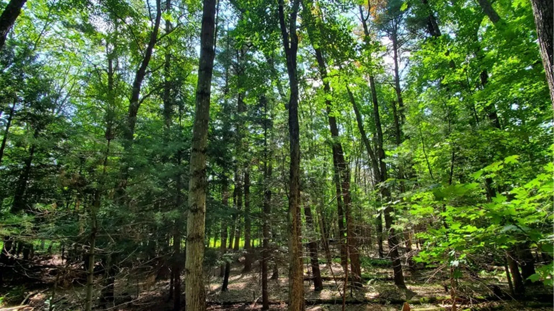 Property at Lot 10 Bull Hill Road, Conesville, NY 12076 22