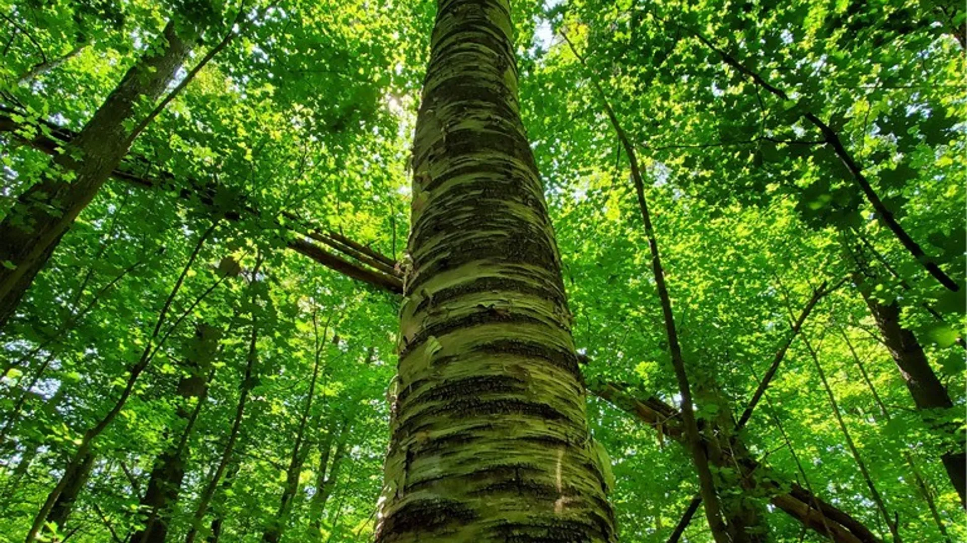 Property at Lot 10 Bull Hill Road, Conesville, NY 12076 24