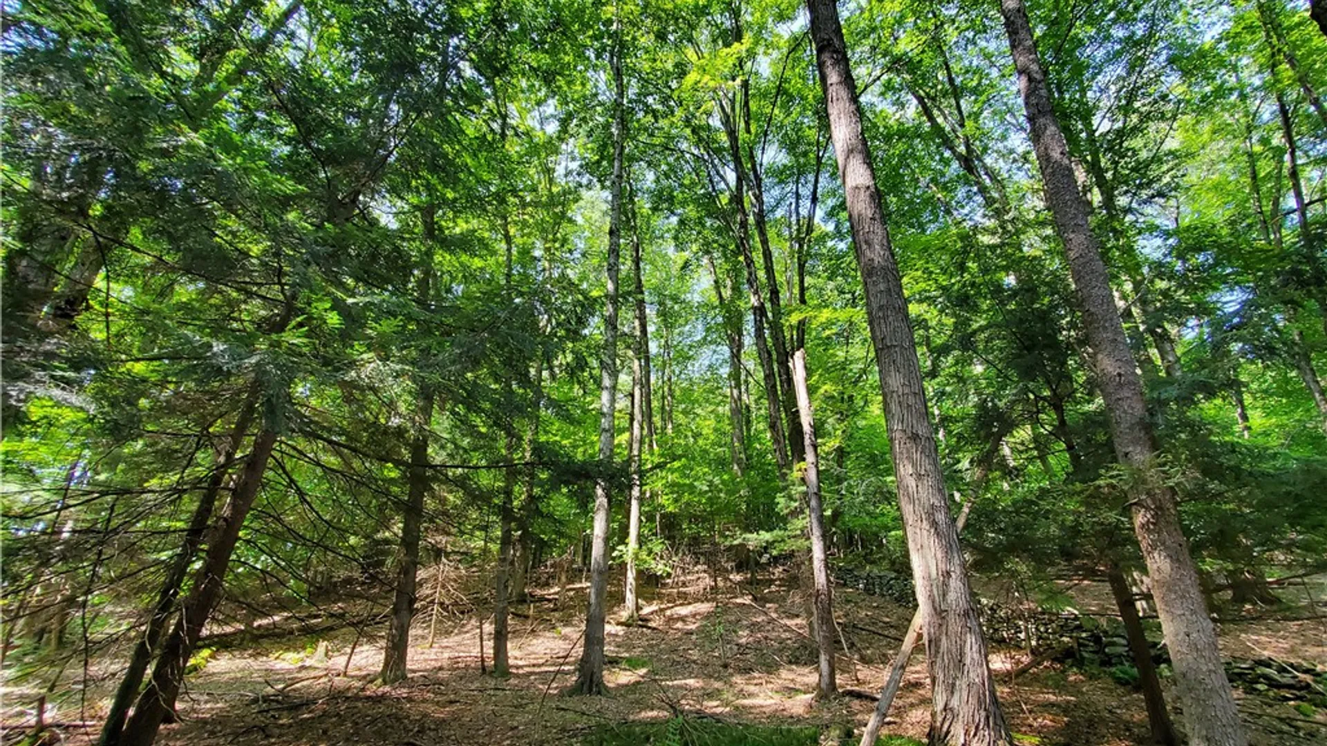 Property at Lot 10 Bull Hill Road, Conesville, NY 12076 25