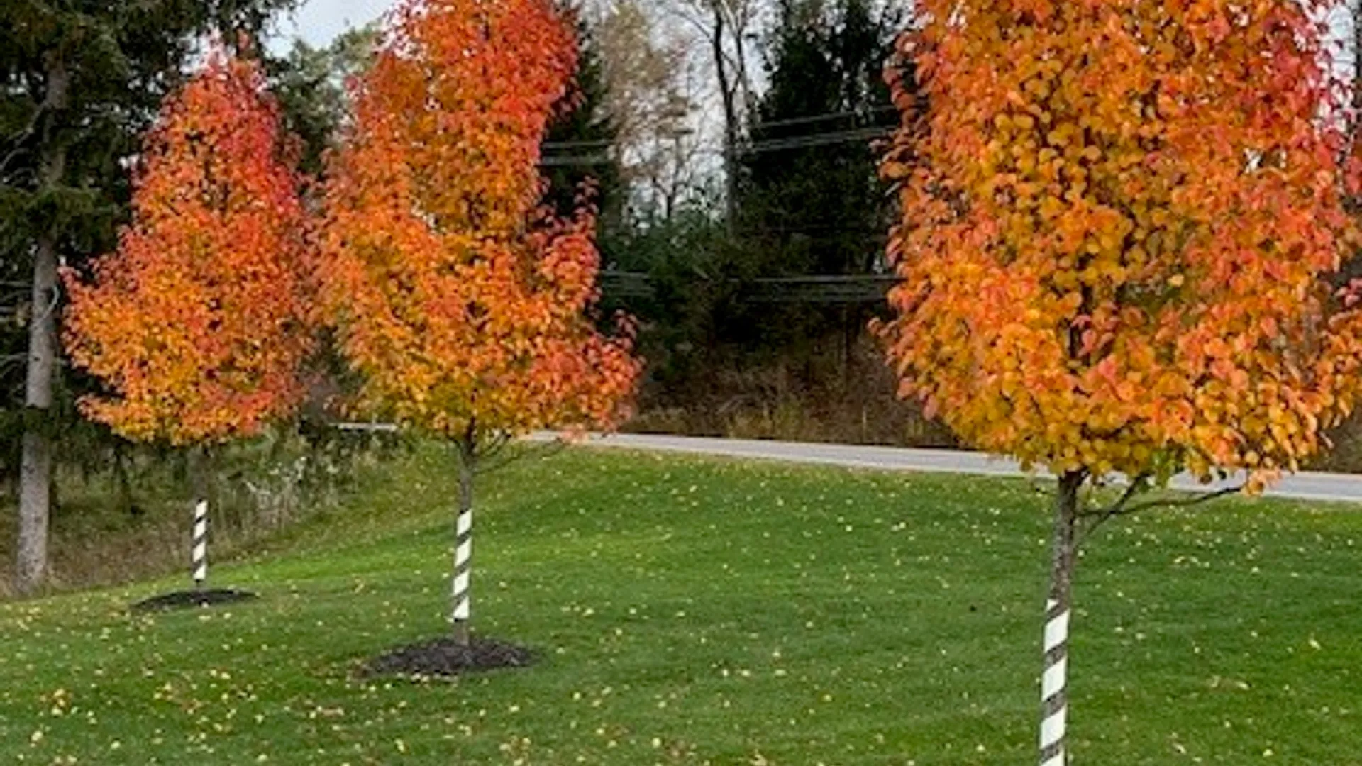 Property at 7340 Dryer Road, Victor, NY 14564 44