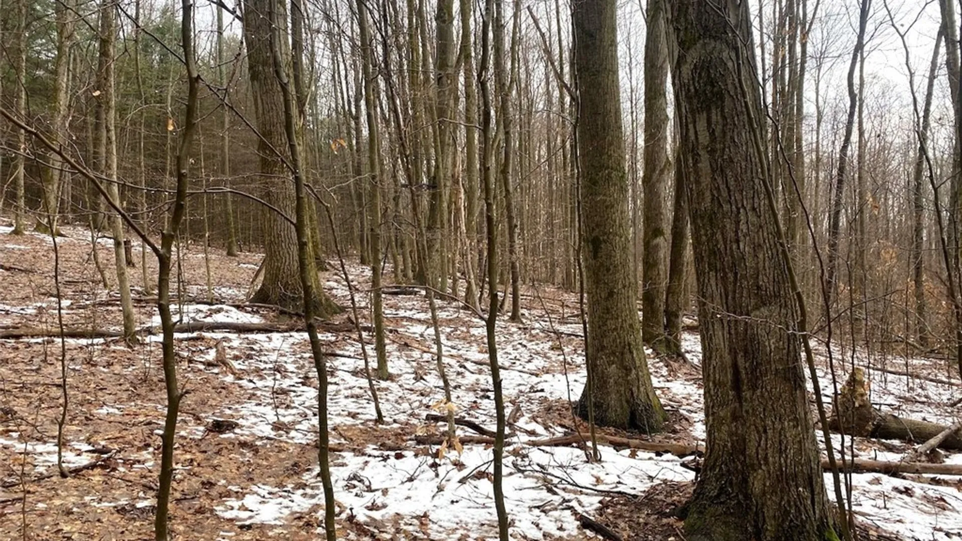 Property at 4319 Steenrod Road, Friendship, NY 14739 29