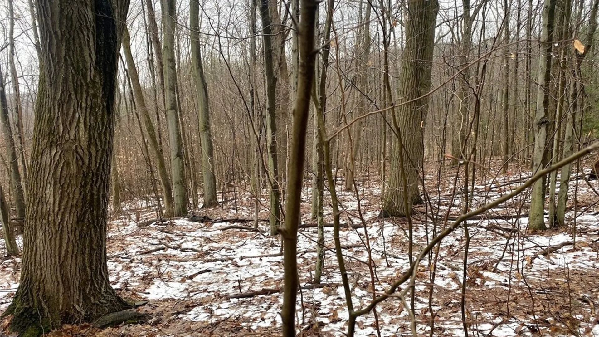 Property at 4319 Steenrod Road, Friendship, NY 14739 30