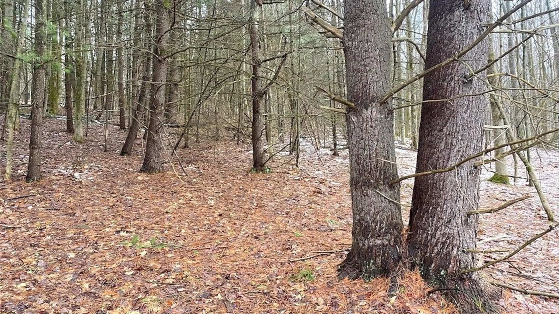 Property at 4319 Steenrod Road, Friendship, NY 14739 34