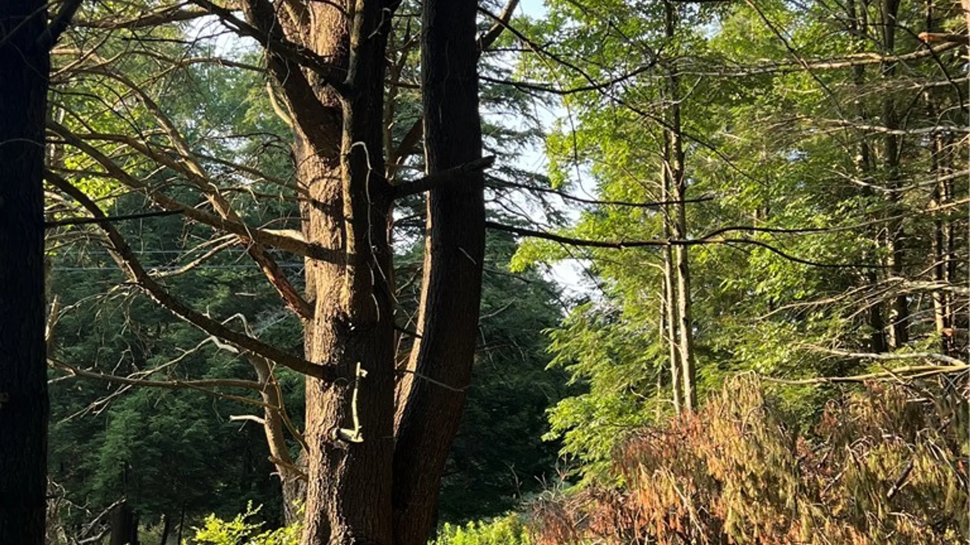 Property at Goddards Road, New Lisbon, NY 13315 9
