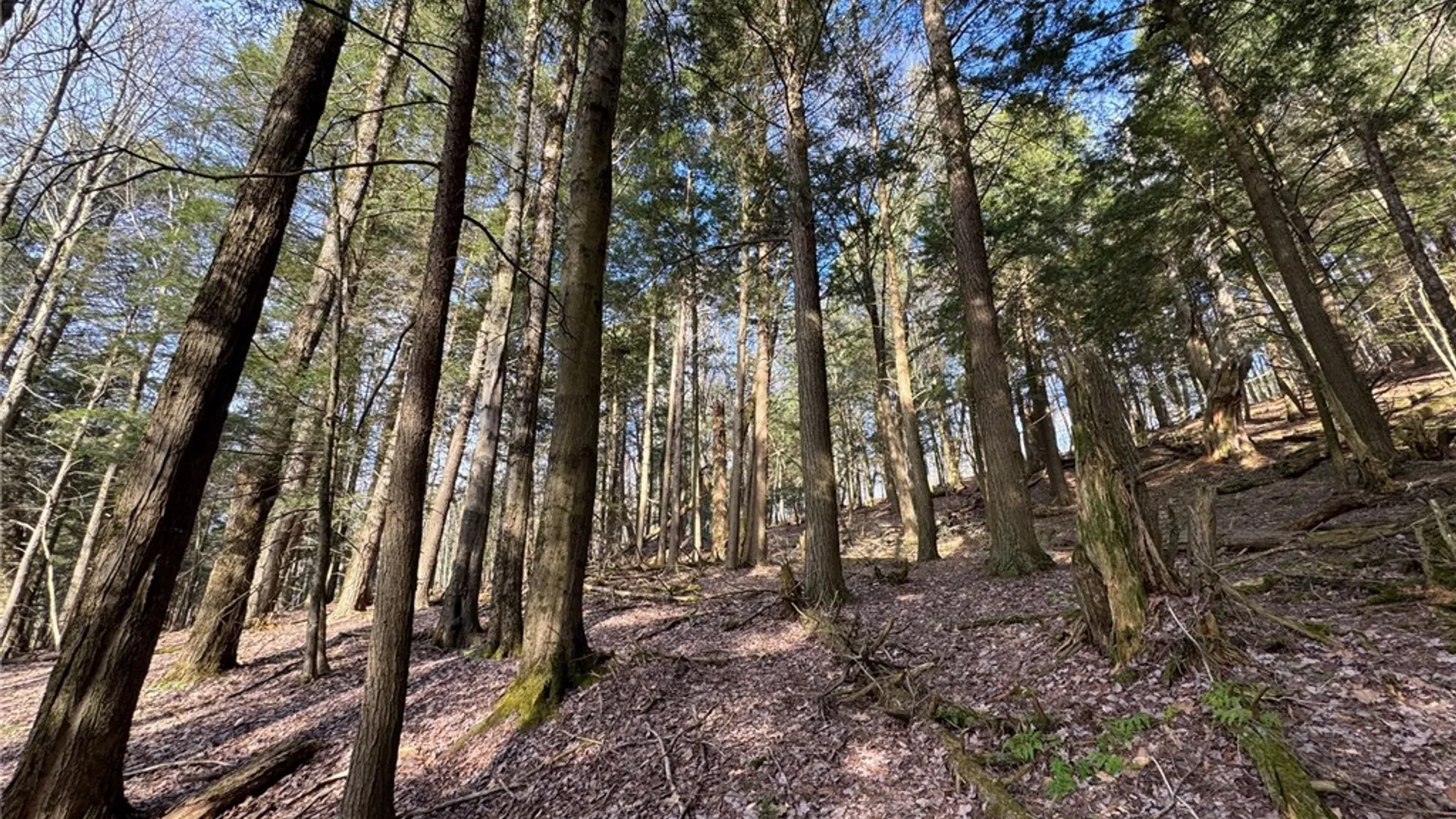 Property at County Highway 20, Edmeston, NY 13335 38