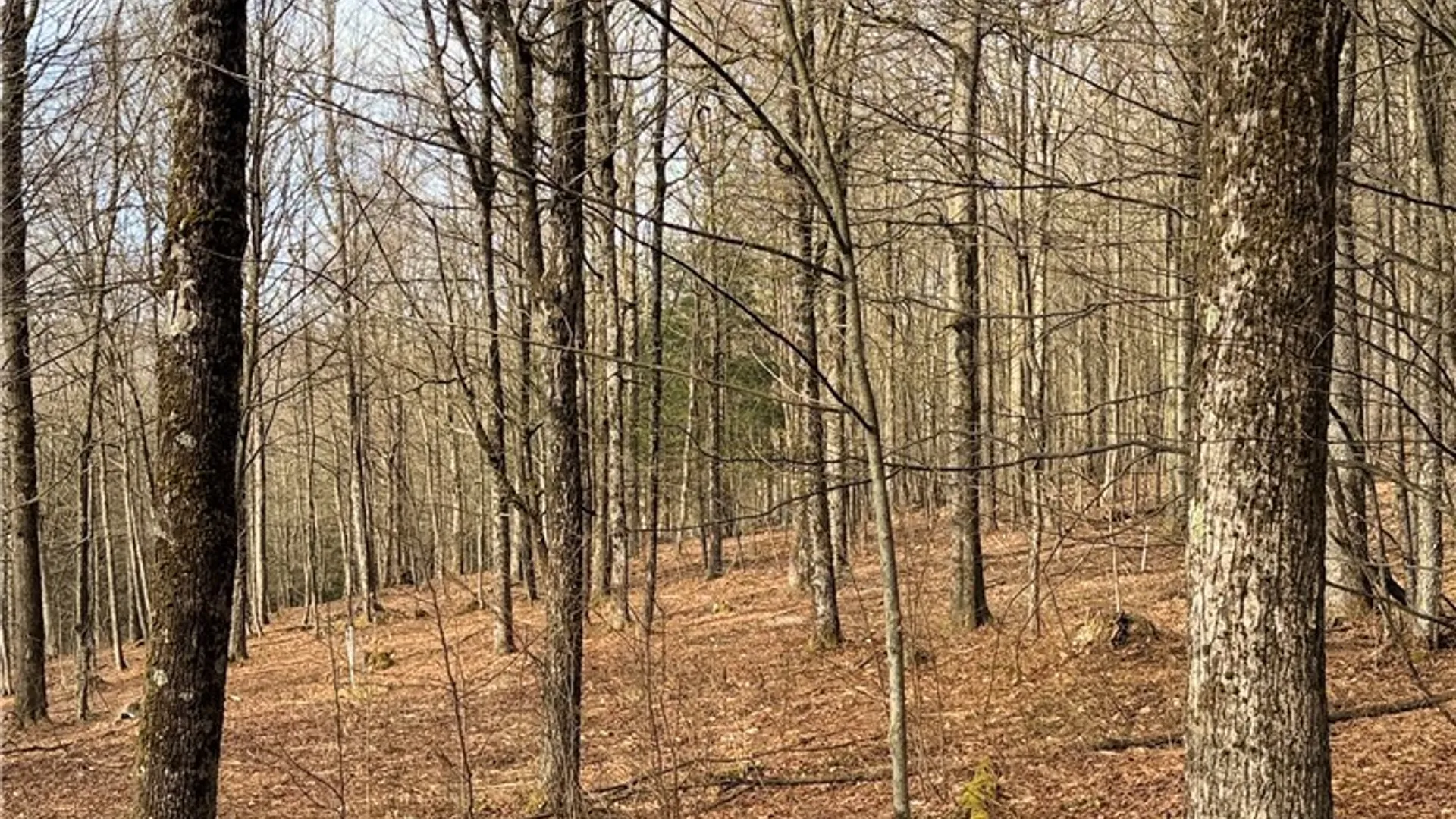 Property at Solitude Forest Drive, German, NY 13136 2