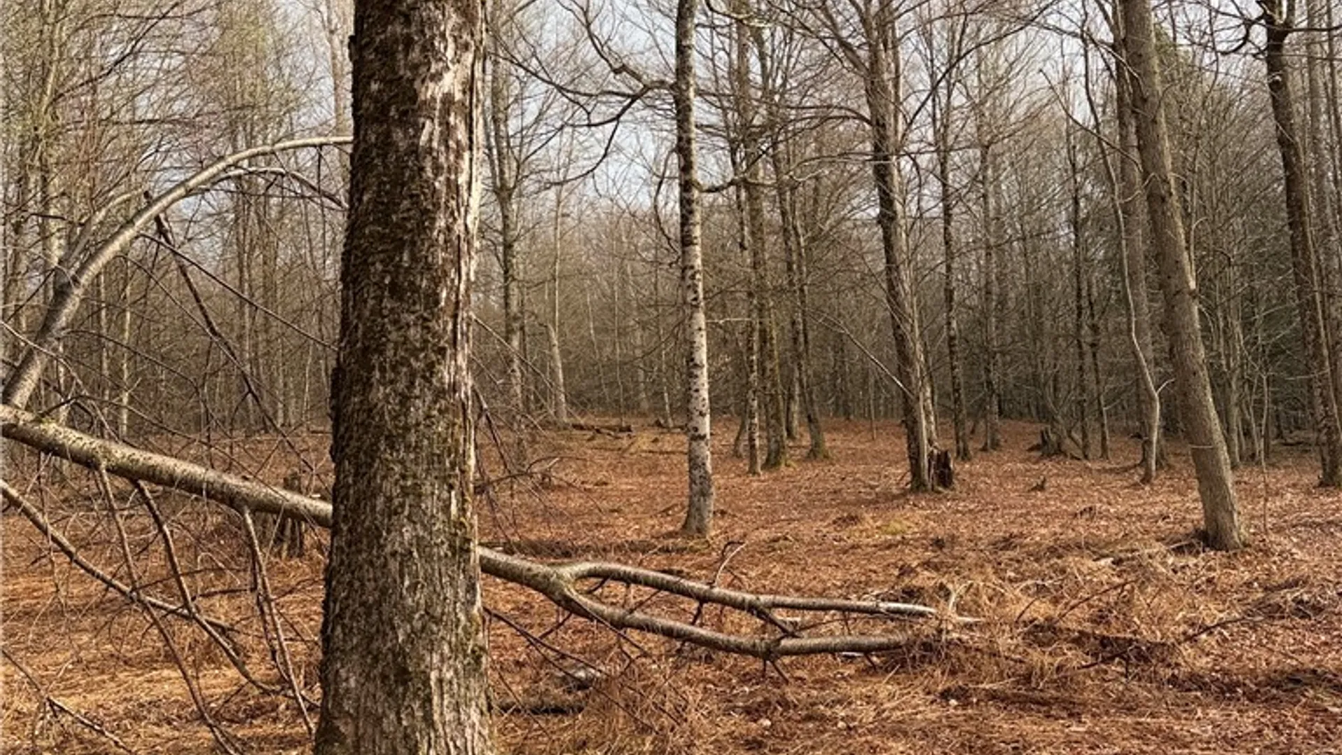 Property at Solitude Forest Drive, German, NY 13136 3