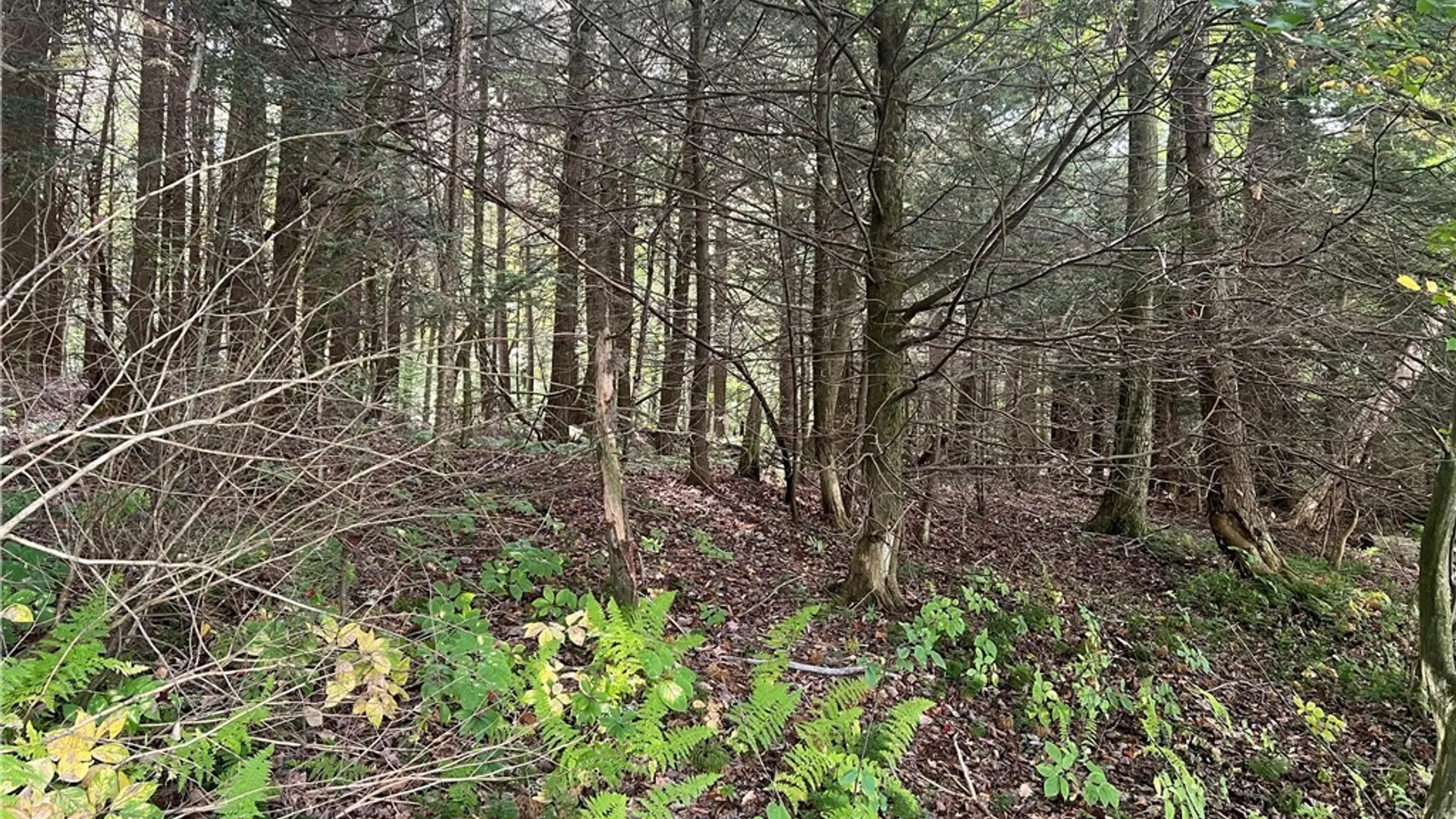 Property at Stramba Road, Freetown, NY 13040 11