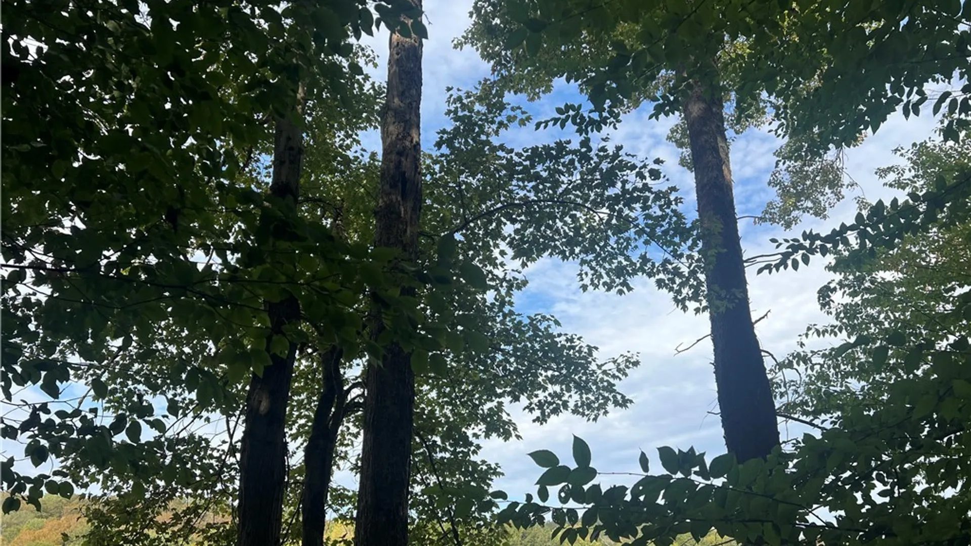 Property at Stramba Road, Freetown, NY 13040 12