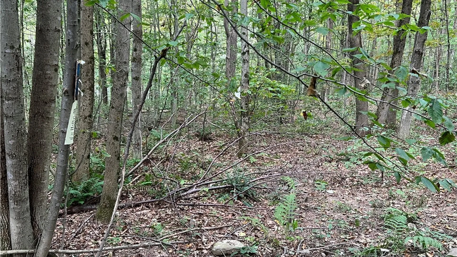 Property at Stramba Road, Freetown, NY 13040 13