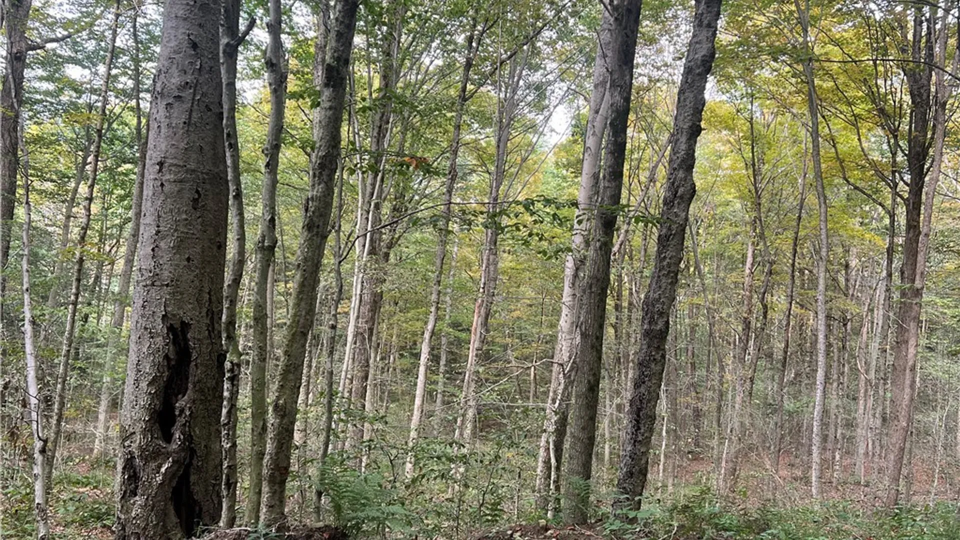 Property at Stramba Road, Freetown, NY 13040 3