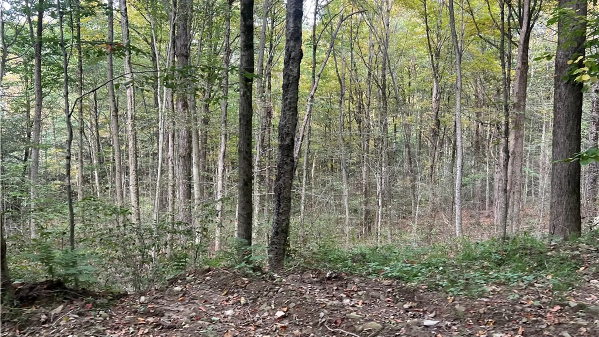 Property at Stramba Road, Freetown, NY 13040 5