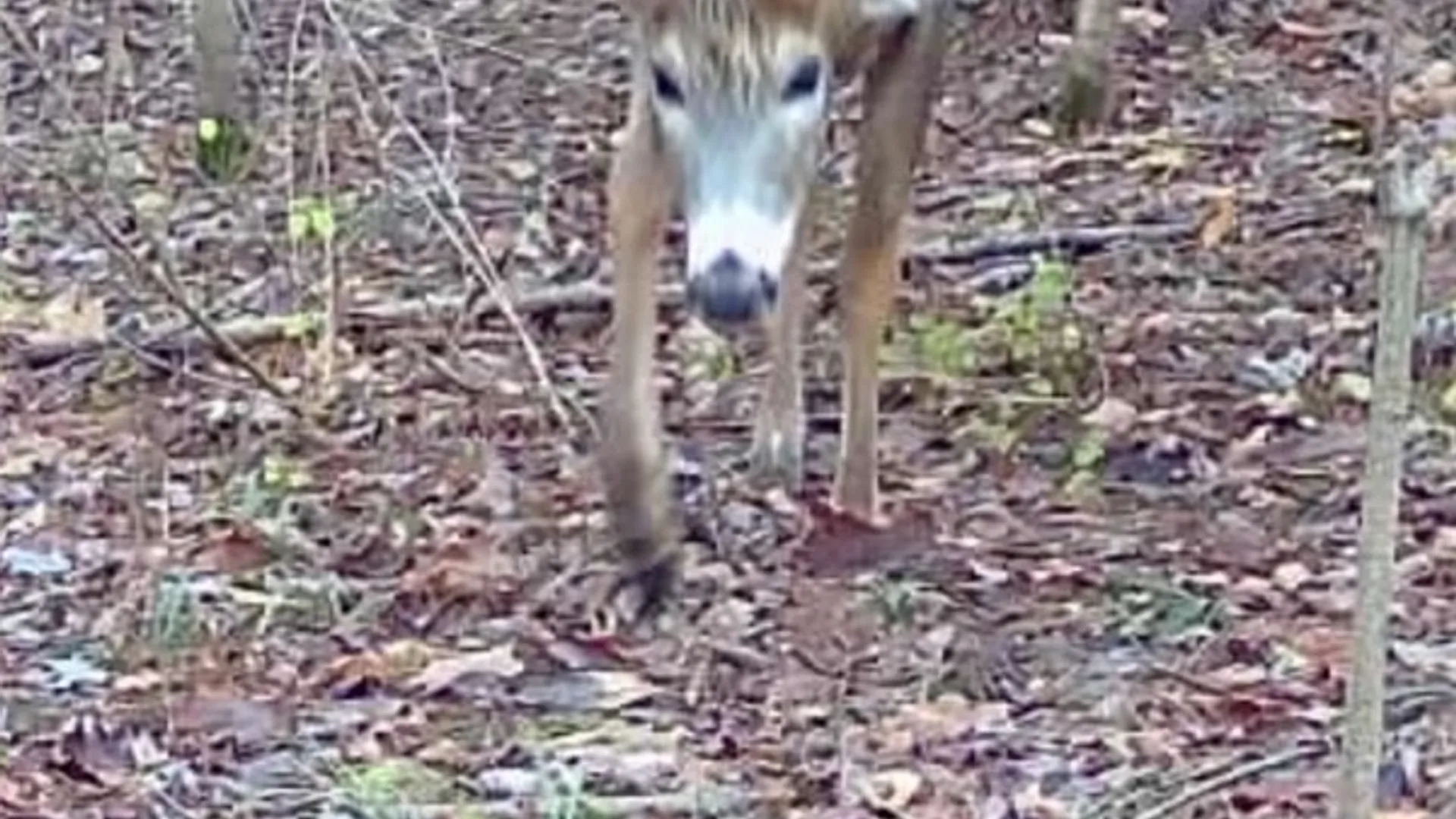 Property at Stramba Road, Freetown, NY 13040 6