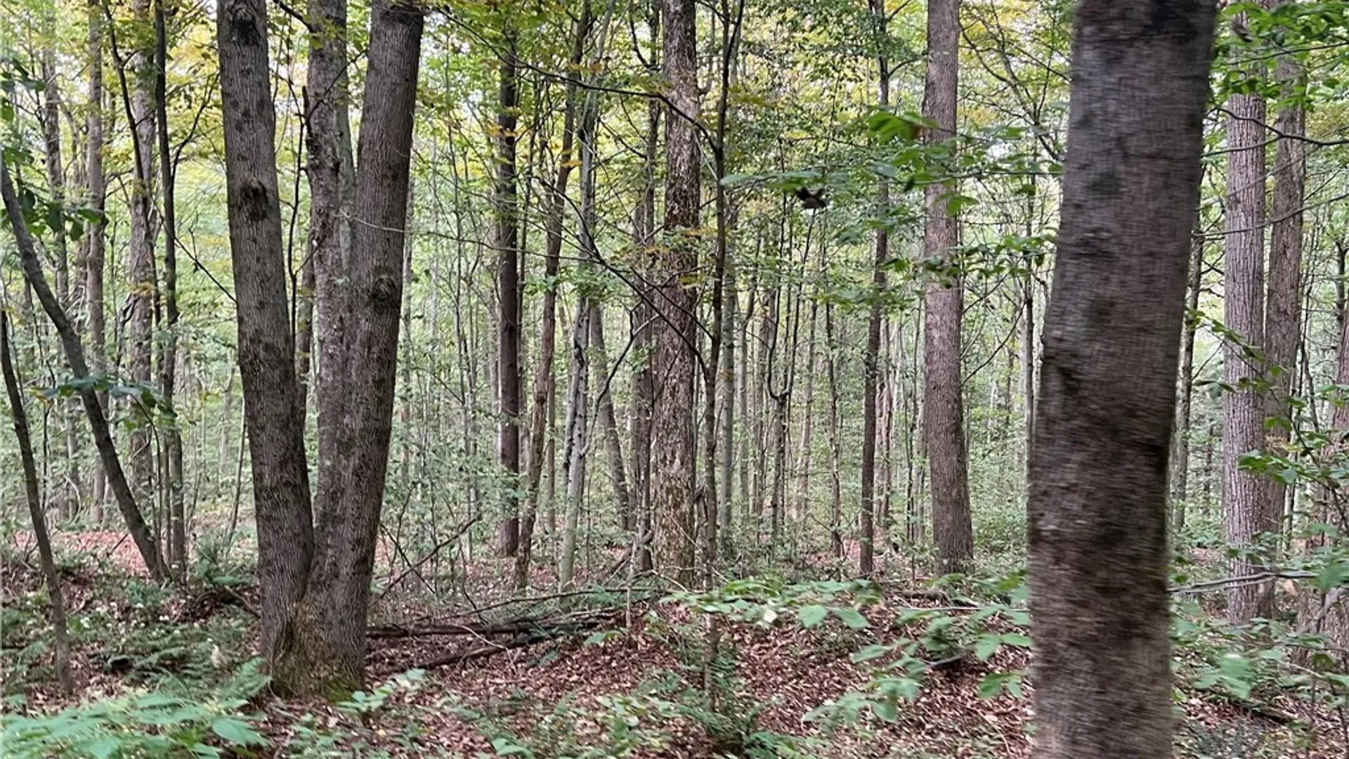 Property at Stramba Road, Freetown, NY 13040 9