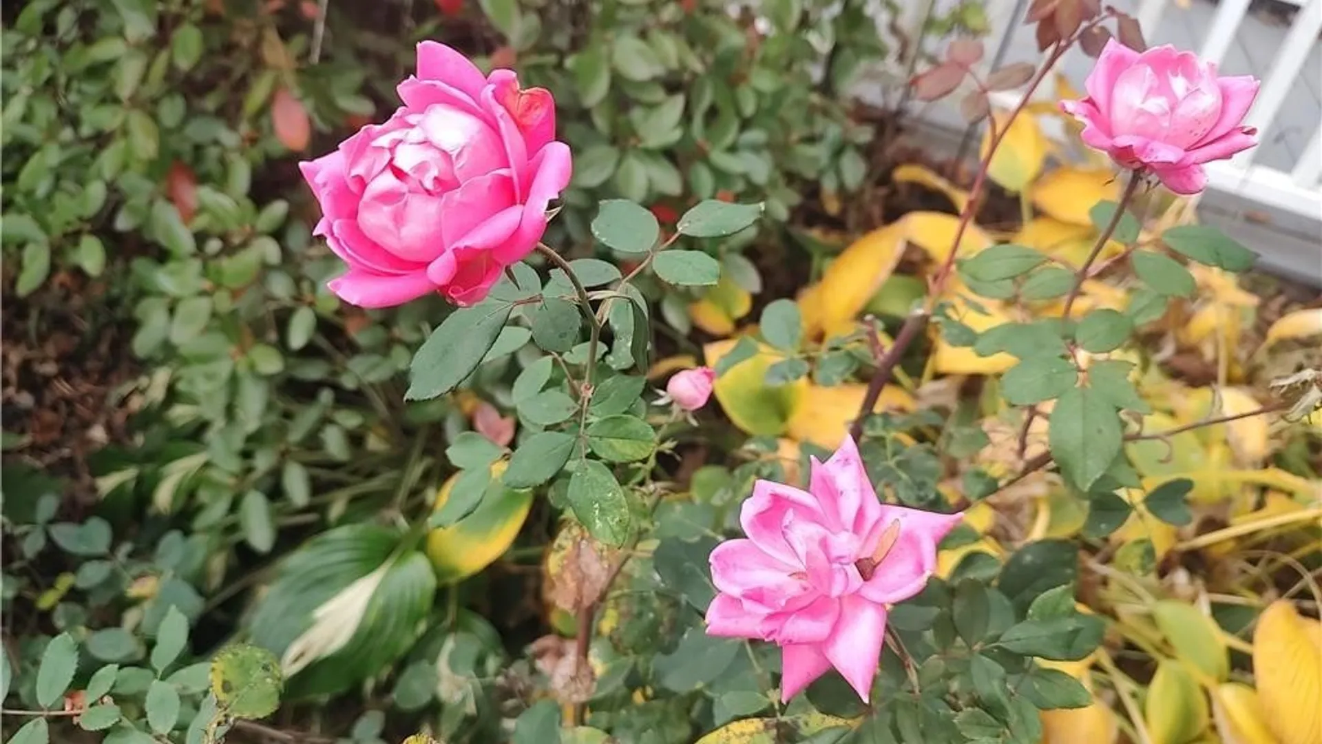 Property at 2084 Richardson Road, Collins, NY 14034 43