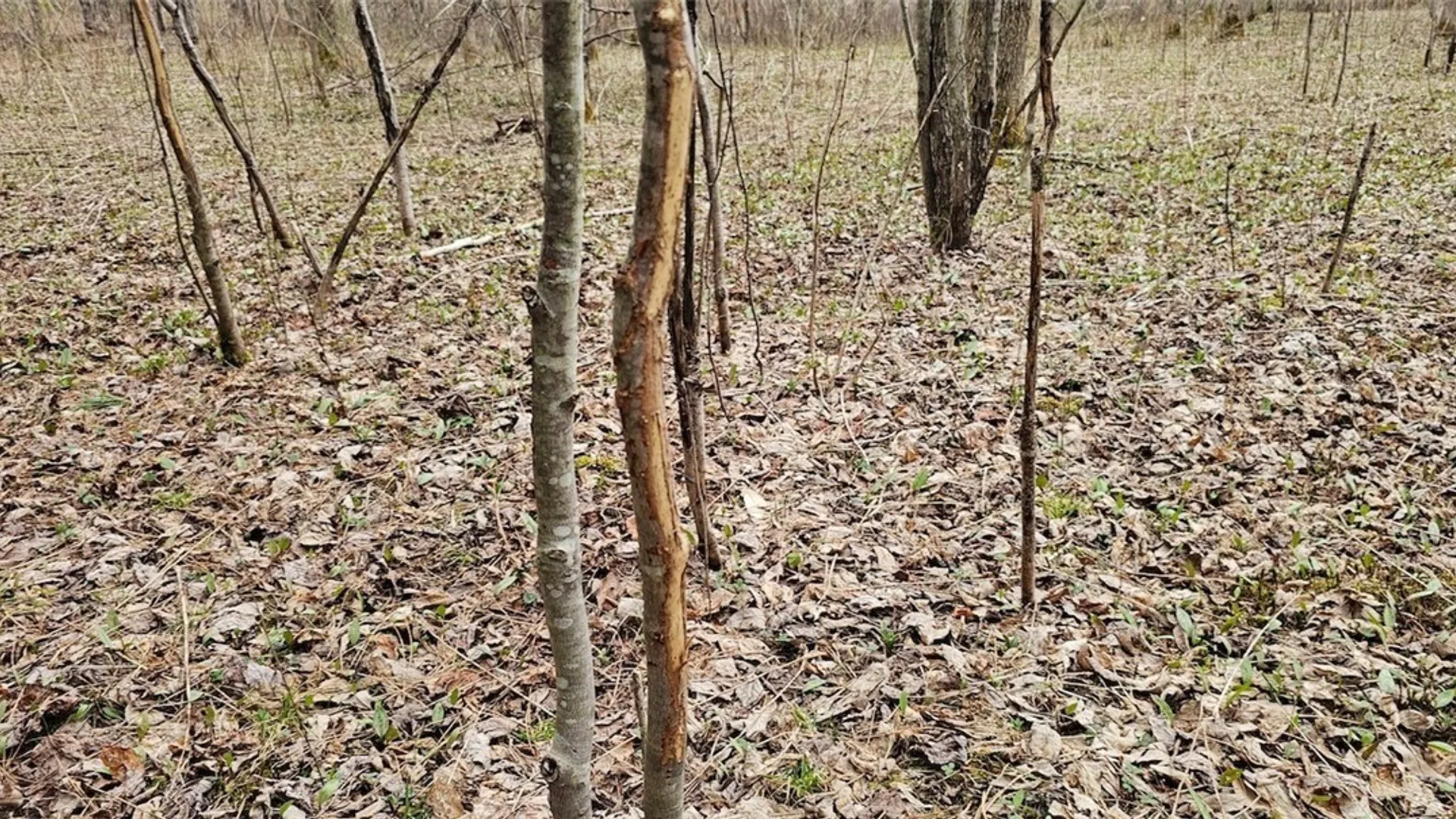 Property at Level Green Road, Caroline, NY 13736 10