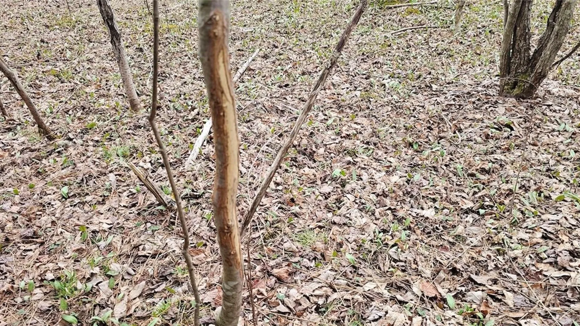 Property at Level Green Road, Caroline, NY 13736 12