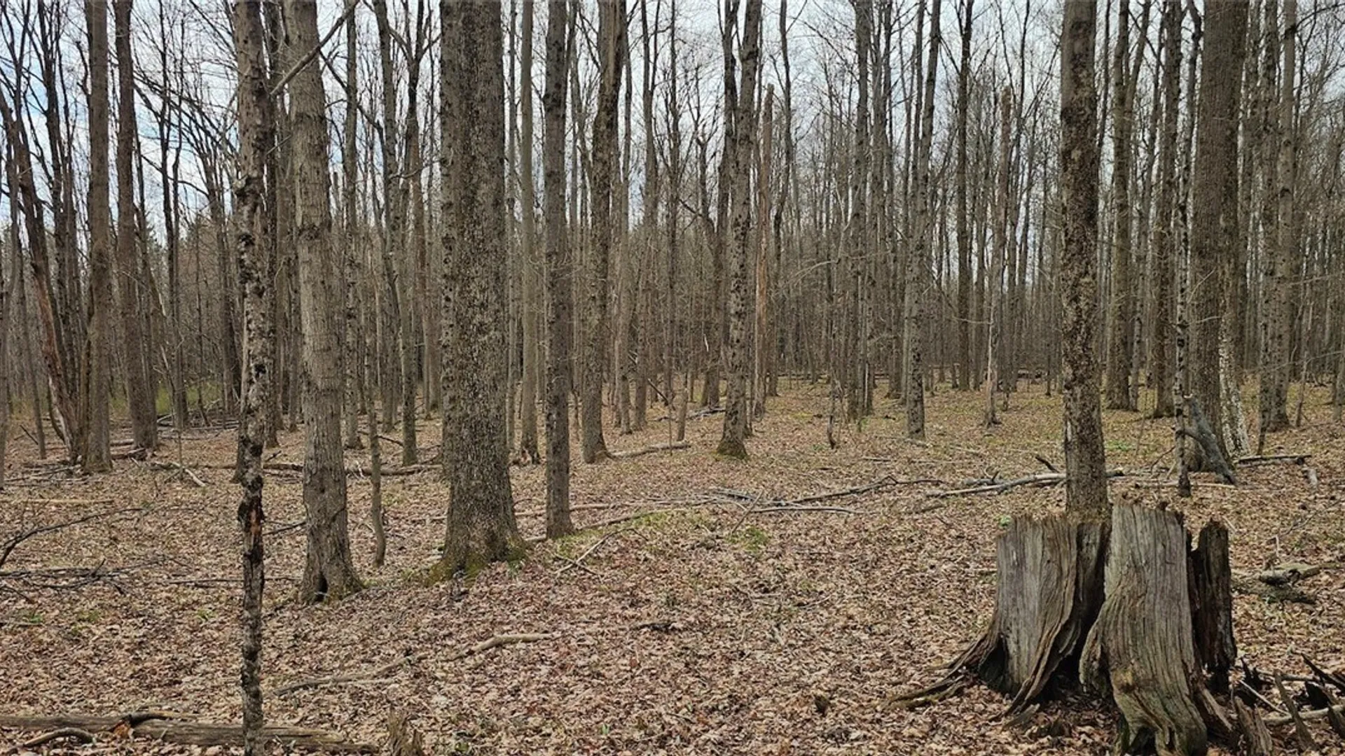 Property at Level Green Road, Caroline, NY 13736 15