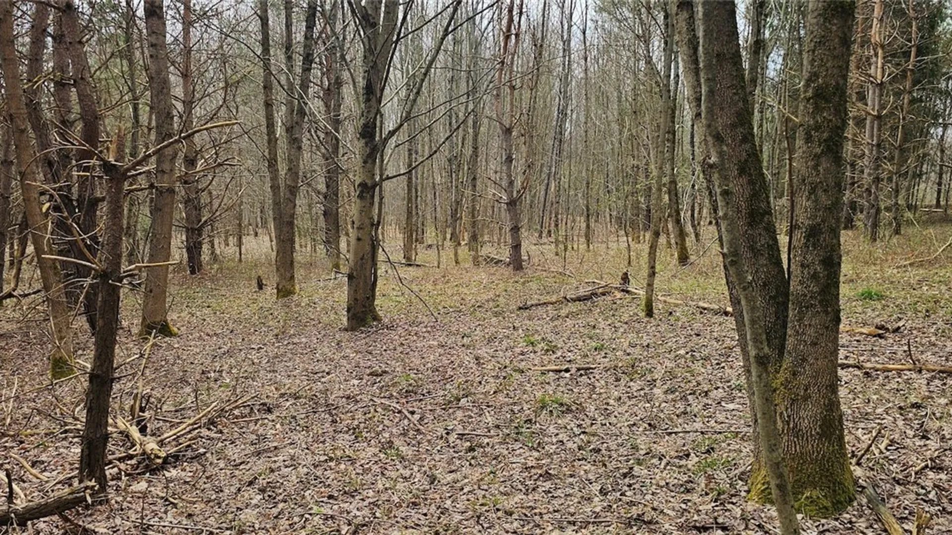 Property at Level Green Road, Caroline, NY 13736 17