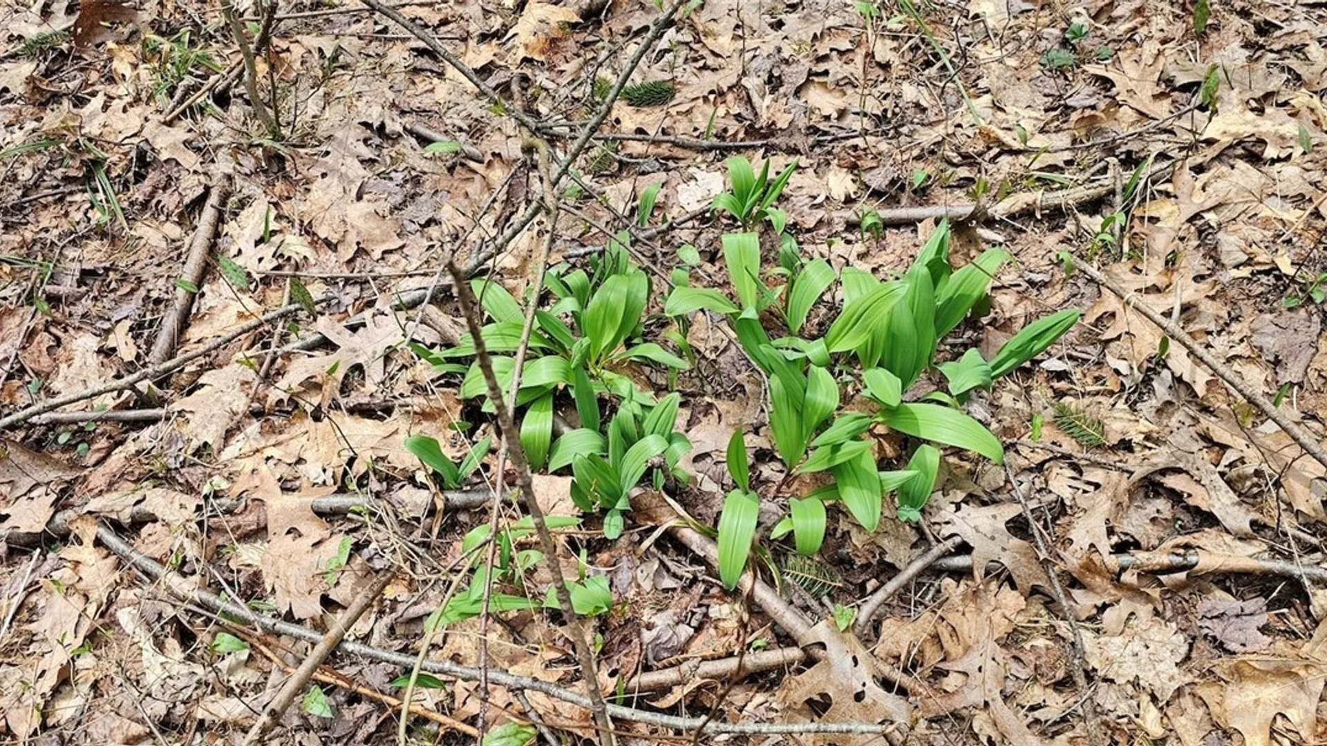 Property at Level Green Road, Caroline, NY 13736 18