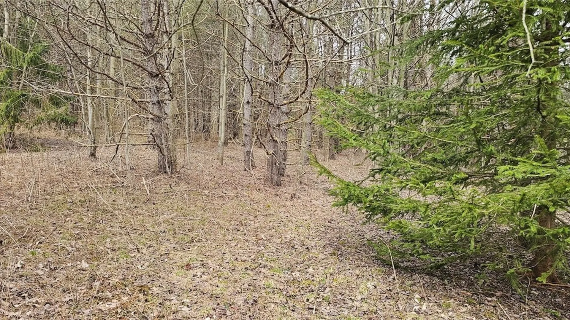 Property at Level Green Road, Caroline, NY 13736 22