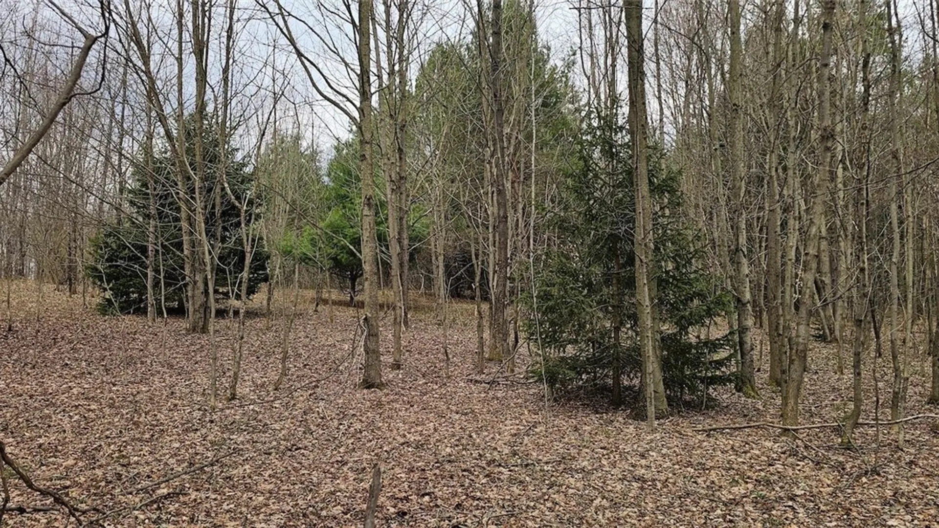 Property at Level Green Road, Caroline, NY 13736 7