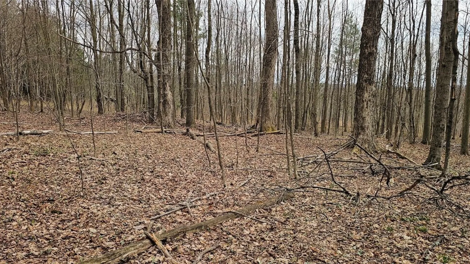 Property at Level Green Road, Caroline, NY 13736 8