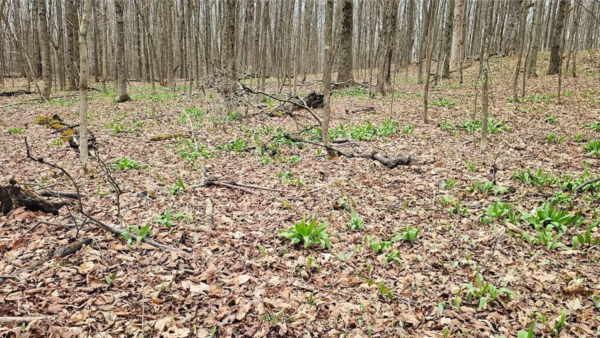 Property at Level Green Road, Caroline, NY 13736 9